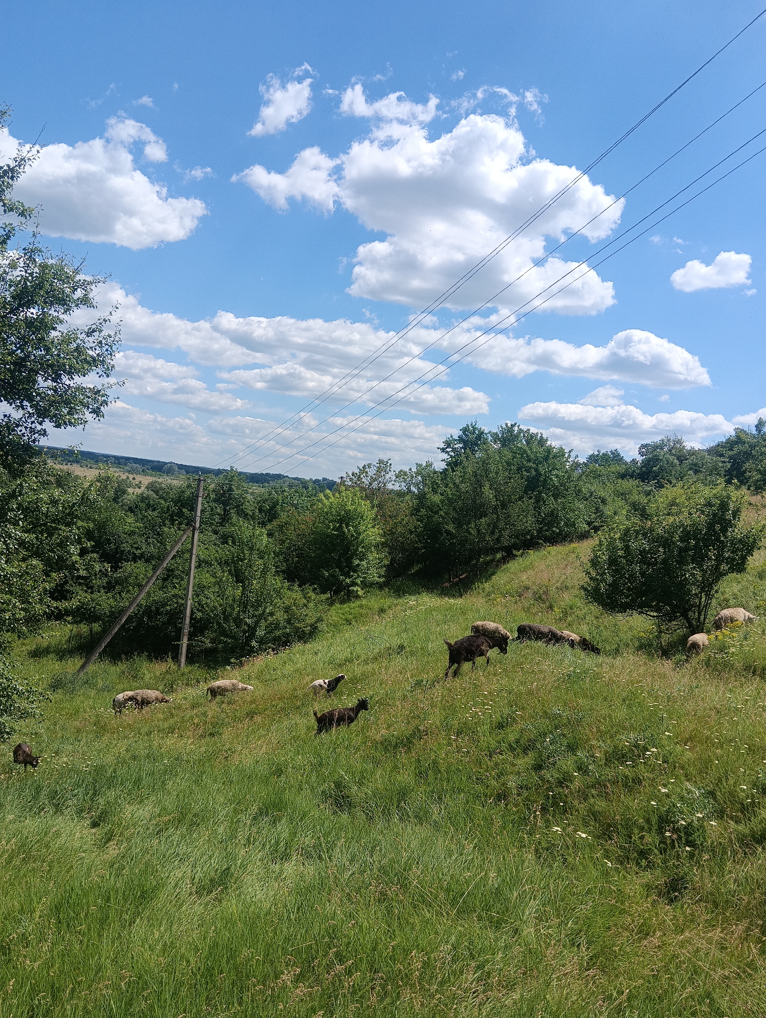 In a rural landscape, a flock of sheep grazes on a grassy hillside under a bright blue sky dotted with white, fluffy clouds. The hillside is covered in lush green grass, interspersed with small white wildflowers. A cluster of trees forms a dense backdrop to the scene, with some taller trees on the left and a scattering of bushes and smaller trees across the middle and right. Power lines stretch diagonally across the upper portion of the image, supported by a utility pole visible on the left side of the frame. Several sheep are scattered across the hillside, some grazing, while one dark-colored goat stands out among them. The overall impression is one of peaceful pastoral life in a natural setting.