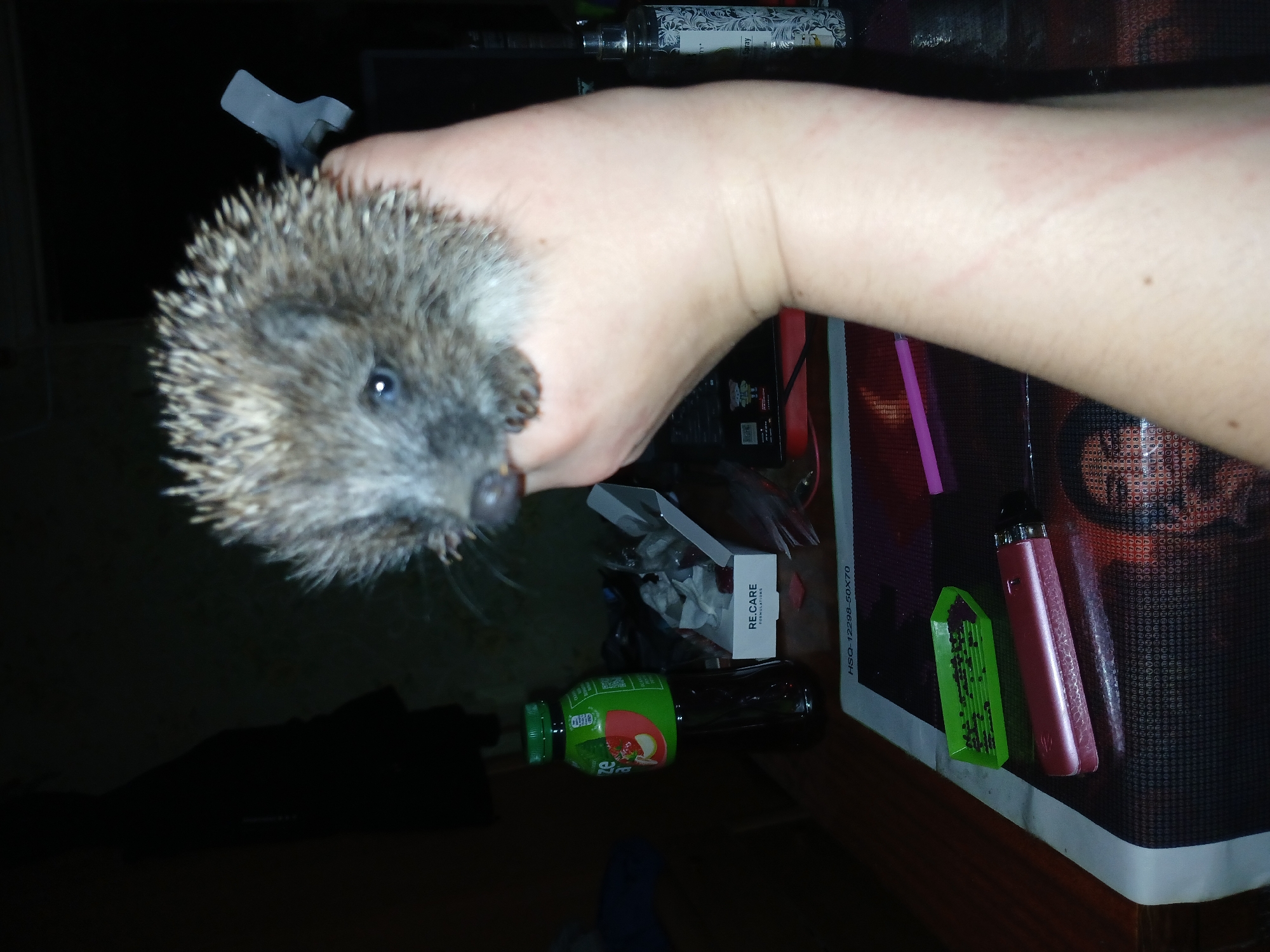 The image captures a close-up view of a small hedgehog being held in a person's hand. The hedgehog, with its characteristic spiny fur and beady eyes, is positioned in the foreground, partially obscuring the hand holding it. A dark, fuzzy object, possibly a piece of clothing or fabric, is visible near the hedgehog's back. The background is dimly lit and appears to be an indoor setting. To the left of the hedgehog, a green bottle with a label featuring an apple and fruit imagery is noticeable. Next to the bottle, a small white box with the text "RE.CARE FORMULATIONS" is present. Further to the right, a spray bottle with a decorative pattern is partially visible. In the lower portion of the image, a dark surface is seen, with a green tray containing small dark objects, a pink electronic device, and a pink rod-like object. The overall scene is dark, with the primary light source seemingly focused on the hedgehog and the hand. The image does not provide any specific information about the location in the city of Chutove, Ukraine, or any details that would indicate a forensic context.