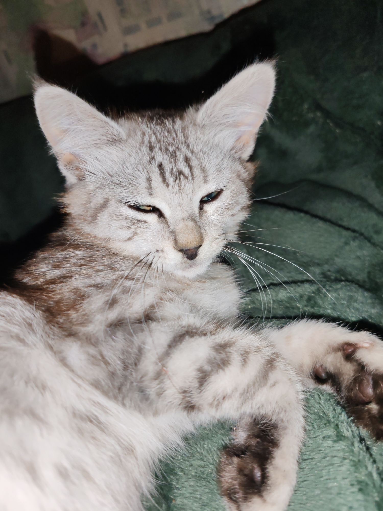 A close-up, eye-level shot captures a silver tabby kitten resting on a dark green textured surface, possibly a blanket or soft furniture. The kitten is positioned diagonally, with its head turned slightly to the right, its left eye appearing to be half-closed with a hint of blue-green visible, while its right eye is mostly obscured by the half-closed lid. The kitten's fur is a mix of light silver and darker grey tabby markings, with distinct stripes on its forehead and body. Its ears are large and pointed, standing upright, and its whiskers are long and white, fanning out from its muzzle. One of the kitten's front paws is visible, showing dark brown paw pads and lighter fur. The background is dark and out of focus, with some lighter shapes suggesting a wall or object behind the kitten. There is no indication of the location in the city of Кашино, Russia.