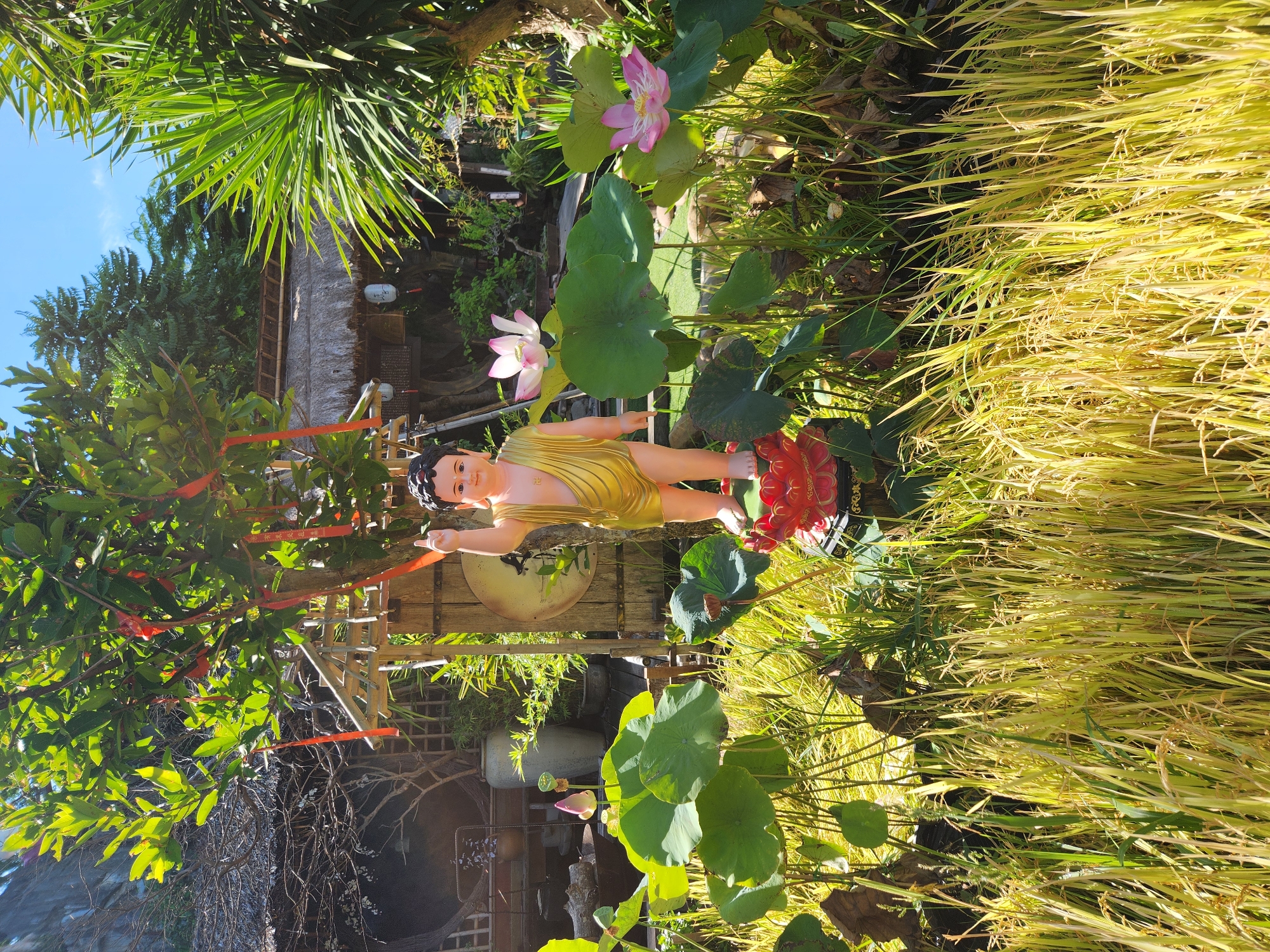 In Da Nang, Vietnam, a statue of the infant Buddha stands amidst a tranquil garden setting. The young Buddha, depicted with a golden robe and an upward-pointing right index finger, is positioned on a red lotus pedestal. Lush green lotus leaves surround the statue, with delicate pink lotus flowers in bloom. In the background, a traditional thatched-roof structure hints at a peaceful retreat, while lush greenery and trees create a serene atmosphere. Red ribbons are tied to the branches of a tree, adding a touch of cultural symbolism to the scene. The foreground is filled with tall, golden grass, creating a natural and slightly wild aesthetic. The bright daylight suggests it is a clear day.