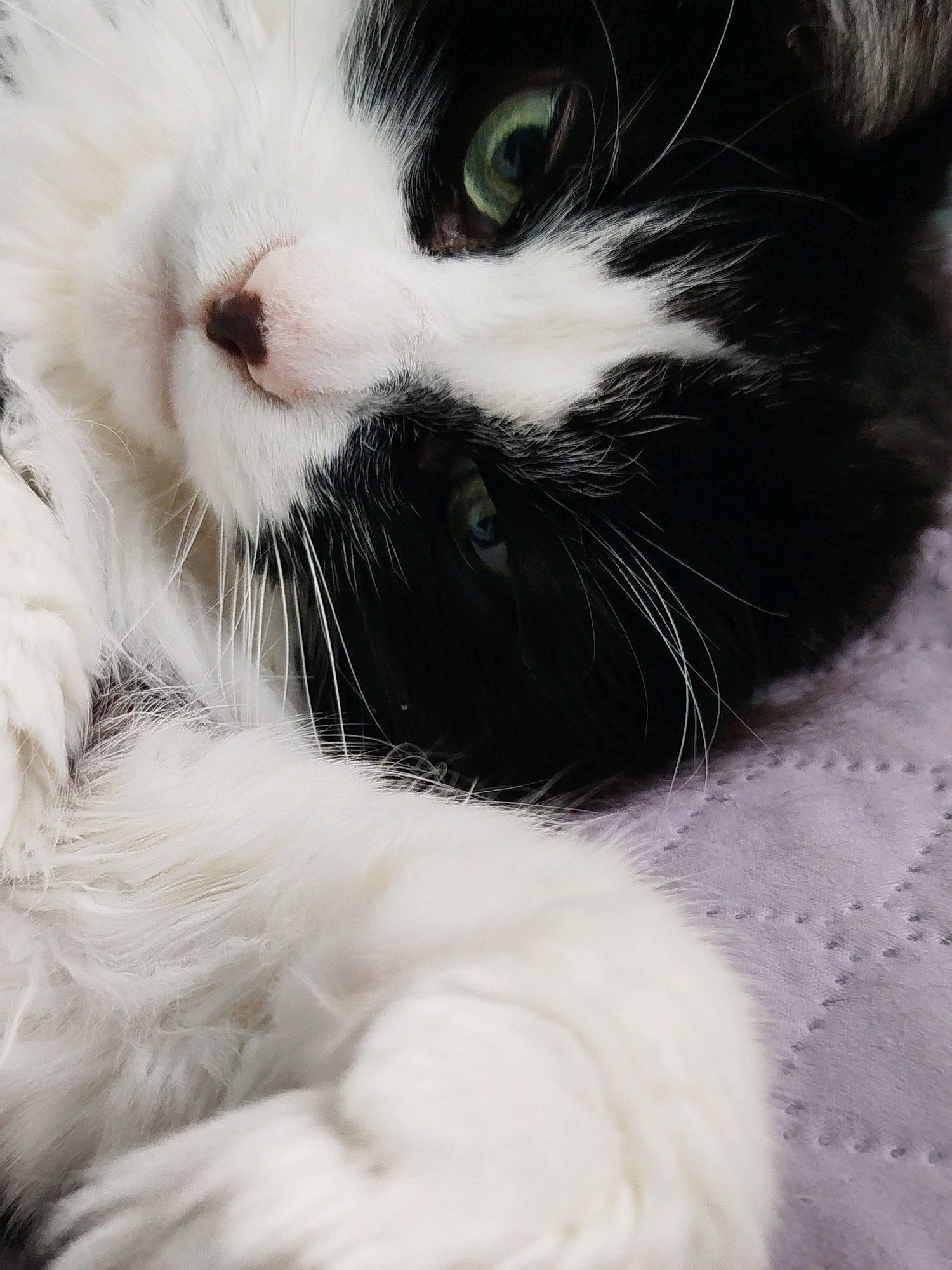 A close-up, eye-level shot shows a black and white cat lying on its back on a textured purple surface. The cat's head is tilted upwards and to the left, with its eyes open and looking slightly off-camera. Its green eyes are wide and alert, with dark pupils. The cat has a black patch over its right eye and ear, and a white blaze down its nose and across its forehead. Its fur is long and fluffy, with white fur covering its chest and paws, and black fur on its back and head. The cat's mouth is slightly open, revealing a pink tongue. The purple surface appears to be a blanket or rug with a subtle pattern of raised dots. The lighting is soft and diffused, highlighting the texture of the cat's fur and the details of its face.