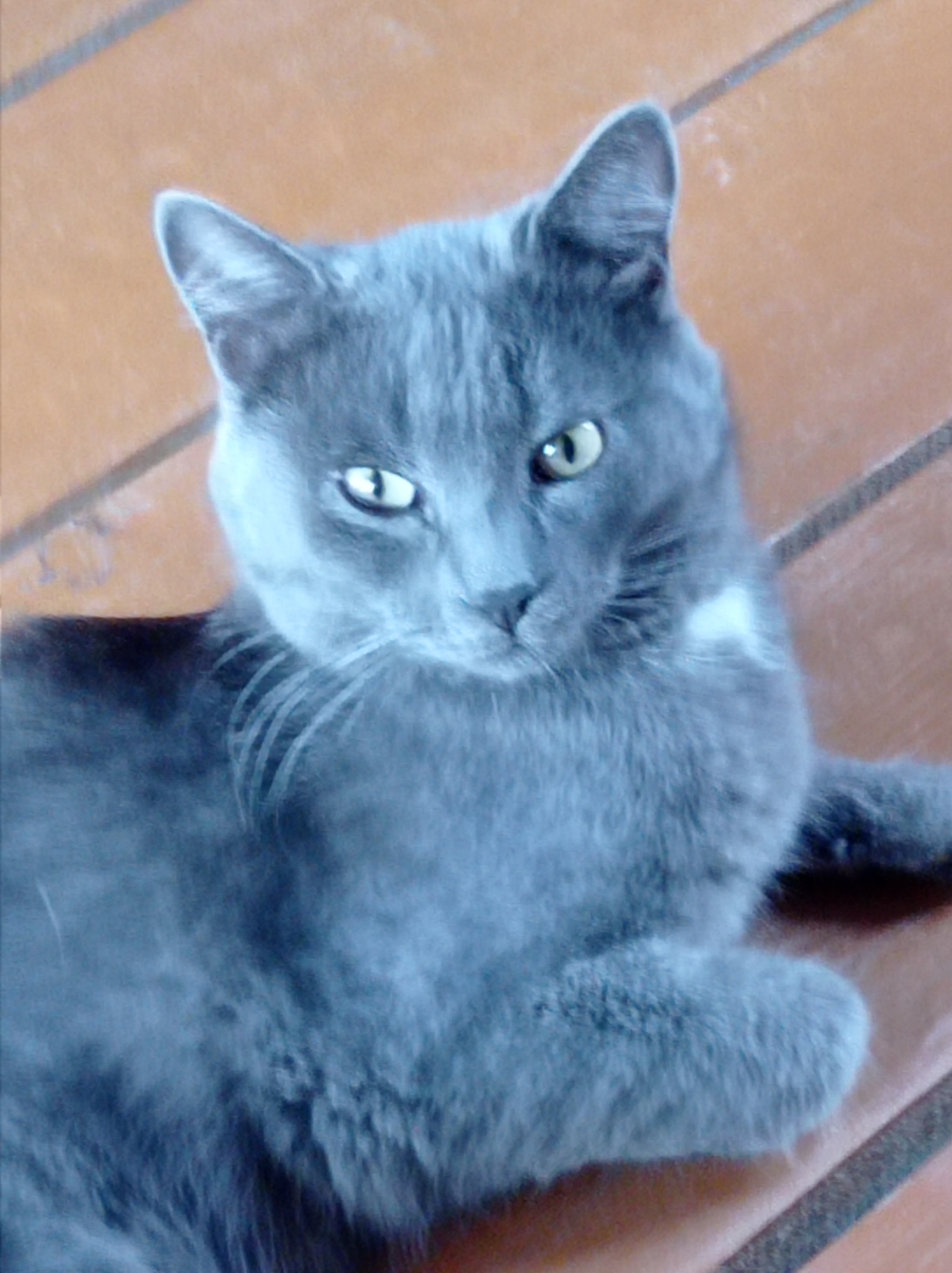 A medium shot captures a close-up of a grey cat with green eyes, looking directly at the camera. The cat is lying down on an orange, tiled surface that appears to be outdoors. The background is out of focus, showing more of the tiled floor. The cat's fur is soft and slightly fluffy, with some lighter patches on its chest. Its left paw is resting forward, while its right paw is tucked underneath its body. The cat's ears are pointed, and its whiskers are prominent. The lighting is soft, suggesting it is daytime. There is no indication of the city of Degtyarsk, Russia, in this image.
