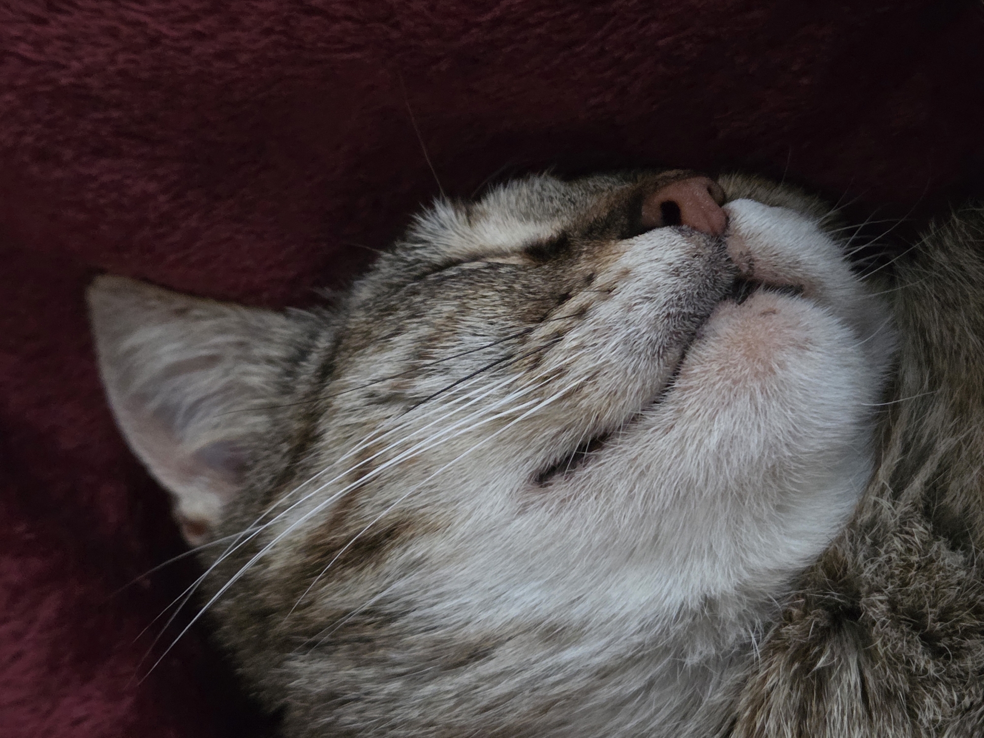 A close-up shot depicts the head of a tabby cat resting against a soft, red, textured surface. The cat is in a relaxed posture with its eyes closed. The cat's fur is a mix of gray, brown, and white, with prominent white whiskers. The cat's nose is pink. There is no evidence to suggest a location in Dulovo, Bulgaria.