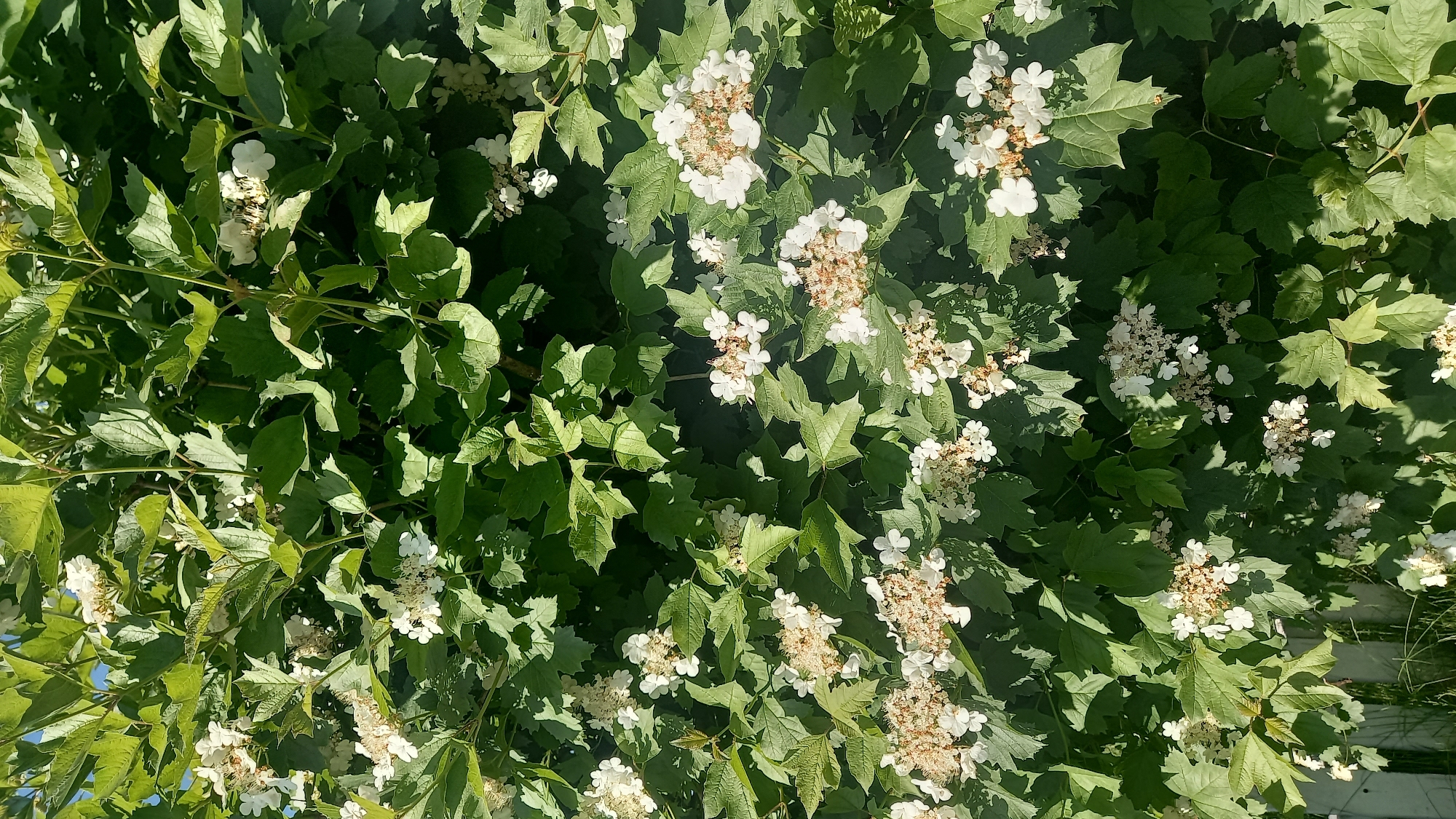 The image depicts a dense, flowering shrub, likely a guelder-rose (*Viburnum opulus*), situated in Онуфриево, Russia. The shrub is characterized by abundant green, lobed leaves and numerous clusters of white flowers. Each flower cluster is generally flat-topped, featuring prominent white petals, with some central florets appearing faded to a light brown or tan hue, indicative of a mature or post-bloom stage. Natural sunlight illuminates the scene, creating varied light and shadow patterns across the foliage. A segment of clear blue sky is visible in the upper left background. A light-colored, possibly concrete, fence or structural element is partially discernible in the lower-left corner, with sparse green grass at its base. No individuals, animals, or active interactions are present within the frame.