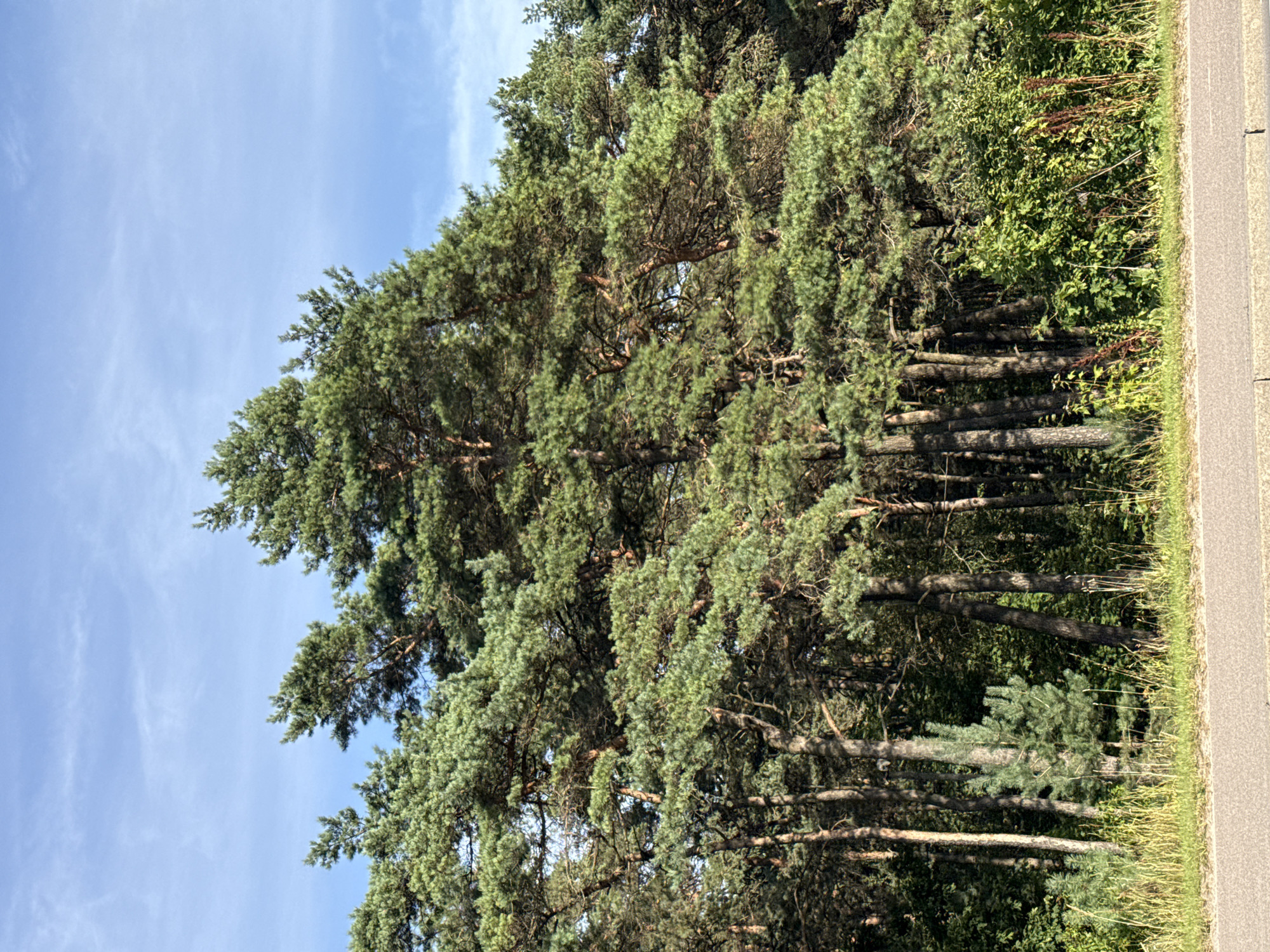 The image depicts a dense forest of coniferous trees, primarily pines, with their lush green needles reaching towards a clear blue sky dotted with thin wisps of clouds. The trees are tall and slender, with rough bark visible on their trunks. In the foreground, a strip of dry grass and a portion of an asphalt road with a concrete curb are visible. The scene is set in a natural, outdoor environment, likely on the outskirts of the city of Tallinn, Estonia, given the characteristic coniferous vegetation often found in coastal areas and parks around the city, such as Pirita or Nõmme. There are no people or animals visible in the image, and no specific actions or interactions are occurring. The overall impression is one of a serene, sunlit forest edge.