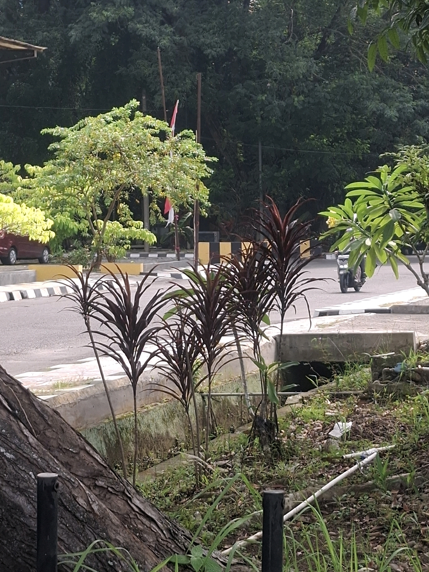 A street scene in Medan Estate, Indonesia, features a paved road with a motorcyclist in the distance. Several tall, dark red plants with spiky leaves are in the foreground, bordering a concrete channel. A large fallen tree trunk lies horizontally on the left side of the frame, with a black metal post partially visible. Behind the plants, a road is visible with a red car parked on the left and yellow and black striped barriers. Lush green trees and foliage form a dense backdrop. Two Indonesian flags, one red and white, are also visible on flagpoles behind the foliage. The overall environment appears to be an outdoor public space with natural elements and infrastructure.