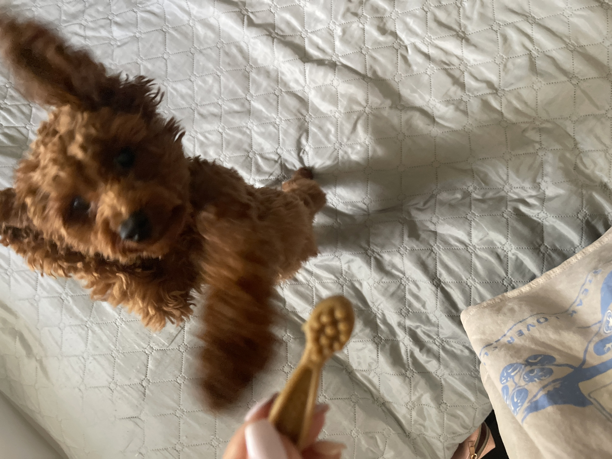 A brown poodle is the primary subject of an overhead shot. The dog is blurred as it is likely in motion, facing towards the bottom of the frame. In the foreground is a hand holding a wooden object, possibly a dog toothbrush. The background consists of a grey, quilted blanket. The location is not identifiable from the information in the image.
