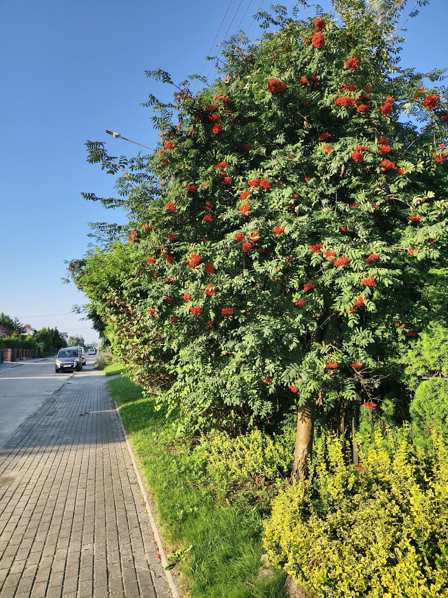 A tree with red berries, likely rowan berries, is prominently featured on the right side of the image, casting a shadow on a paved sidewalk on the left. The sidewalk is made of grey interlocking pavers and runs alongside a street. On the street, a dark-colored car is parked. In the background, houses with red-tiled roofs and green trees are visible. The sky is clear and blue, indicating a sunny day. The overall scene depicts a quiet residential street in Tczew, Poland, with abundant greenery and clear weather.
