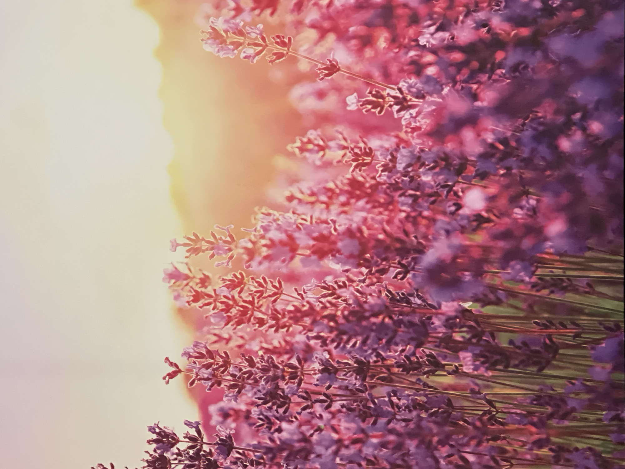 The image displays a close-up view of a field of lavender flowers bathed in the warm, soft glow of sunset. The lavender stalks are vertical, with clusters of small purple flowers forming spikes along their length. The flowers are densely packed, creating a textured tapestry of purples and pinks, with some stalks appearing more reddish due to the lighting. The background is a soft, hazy blur of warm colors, transitioning from a pale yellow at the horizon to a soft pink and then a lighter purple at the top of the frame. The lighting suggests a late afternoon or early evening scene, with the sun low in the sky and casting a warm, golden-pink light through the blossoms. The image is likely a photograph of a lavender field, possibly in a rural or cultivated area. There are no visible people, animals, or man-made structures in the frame. The setting appears natural and serene.
There is no information in the image to indicate a specific location within the city of Podgorica, Montenegro. The image depicts a natural landscape of a lavender field.