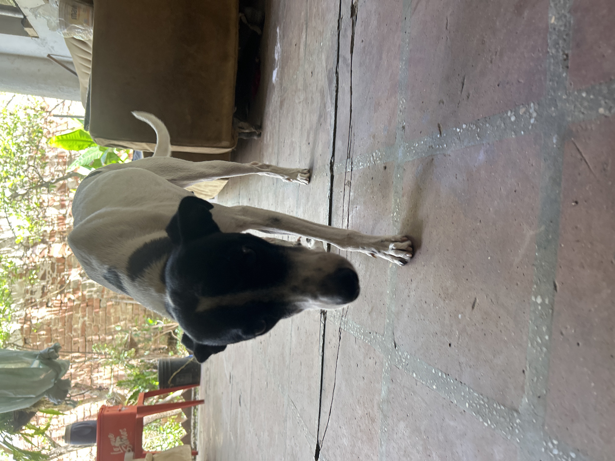 A black and white dog with a lean build walks towards the camera on a tiled floor. The dog is looking down with its head lowered, showing its black face with a white stripe down the center. Its front right paw is slightly raised. Behind the dog, a brown sofa is visible, and to the left, a red table with a blue object on top is present. The background includes brick walls, greenery, and hanging fabric. The scene appears to be an outdoor or semi-outdoor area, possibly a patio or courtyard, consistent with a residential setting in Santa Ana, Venezuela.
