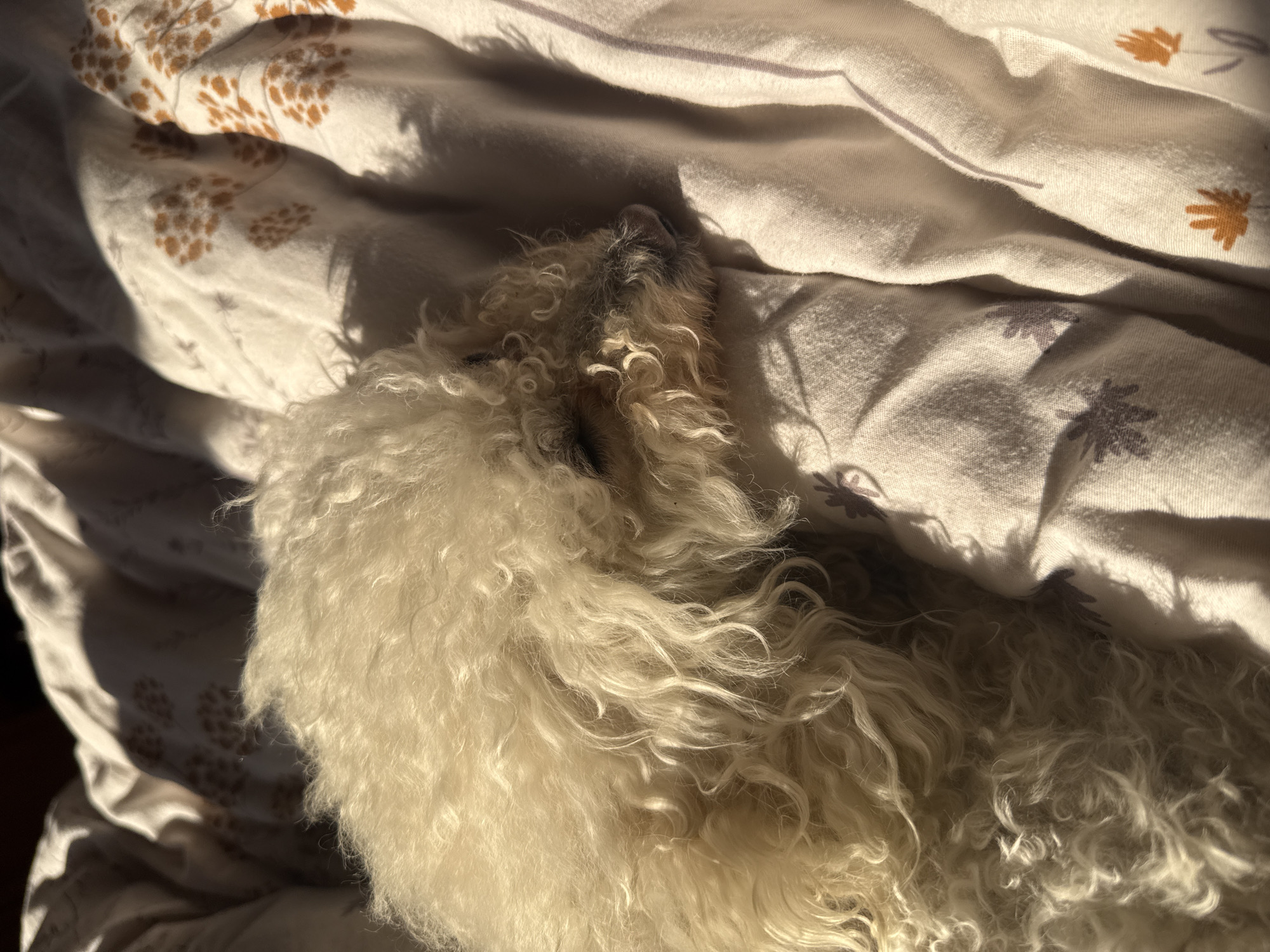 A small, curly-haired, light-colored dog is lying on a bed covered with patterned sheets. The sheets have a light background with floral designs in shades of brown and gray. The lighting suggests it is daytime, with shadows cast across the bed. The location is not discernible from the image and no information suggests the location is Yerevan, Armenia.