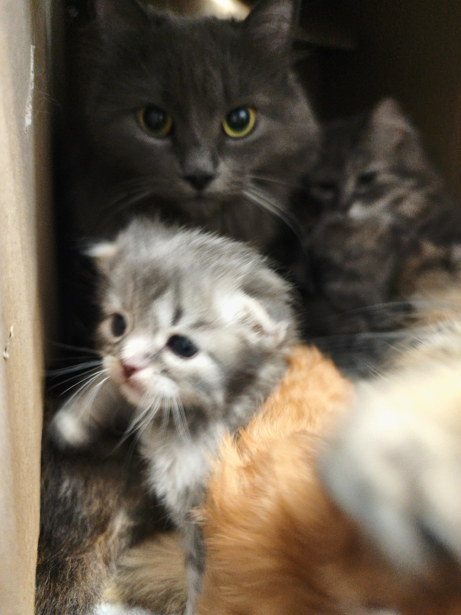 An adult grey cat with yellow eyes is in the foreground of the image, looking to the left. In front of the adult cat, a small grey and white kitten is visible, looking to the left. Behind the adult cat, another kitten, appearing to be grey tabby, is partially visible. The cats are in a cardboard box. The image is out of focus.