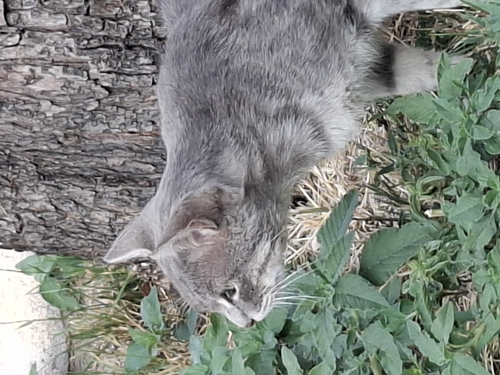 A medium shot captures a grey tabby cat in profile, its head turned to the left, amidst lush green foliage and dry grass. The cat's fur appears somewhat matted, and its body is slim. Behind the cat, the rough, textured bark of a tree trunk is visible. The background is out of focus, suggesting an outdoor urban setting, possibly a park or a backyard area in Almaty, Kazakhstan. The lighting is natural, indicating daytime.