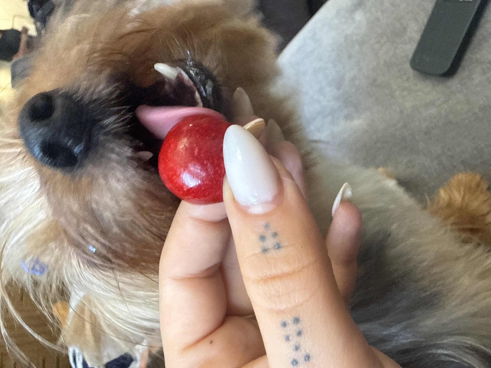 A close-up, eye-level, indoor shot shows a Yorkshire Terrier dog with its mouth open, tongue extended, about to ingest a red, spherical candy held by a human finger. The dog's fur is light brown and tan. The human hand has light skin, a clean, pale manicure, and a small, dotted tattoo on the index finger. The background is blurred, showing hints of gray and brown. There is no information about the city of Sulitsa, Bulgaria, in the image.