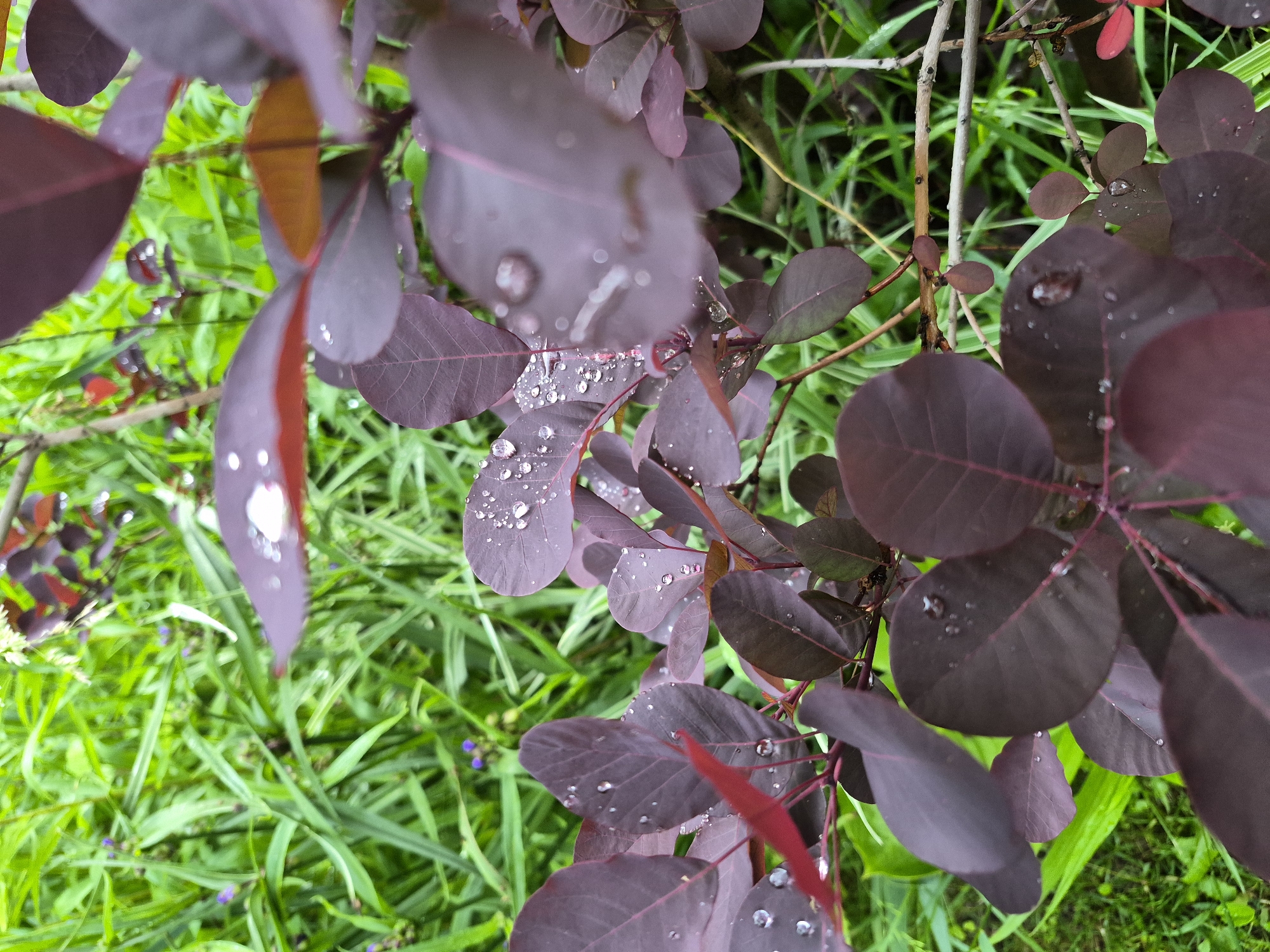 The image displays a close-up view of a plant featuring numerous dark, reddish-purple, ovate leaves. Many of these leaves are covered in clear, reflective water droplets of various sizes, indicating recent precipitation or dew. The texture and prominent venation are visible on several in-focus leaves. In the blurred background, a vibrant expanse of light green foliage, primarily consisting of slender grass blades and other indistinct plants, provides a stark color contrast. Scattered within this green background are a few small, out-of-focus purple flower buds or blossoms. The scene depicts natural vegetation in an outdoor setting under soft, diffused lighting. No human figures, animals, or man-made structures are discernible within the frame. The image lacks verifiable geographic markers to confirm a specific location such as Hlevakha, Ukraine.