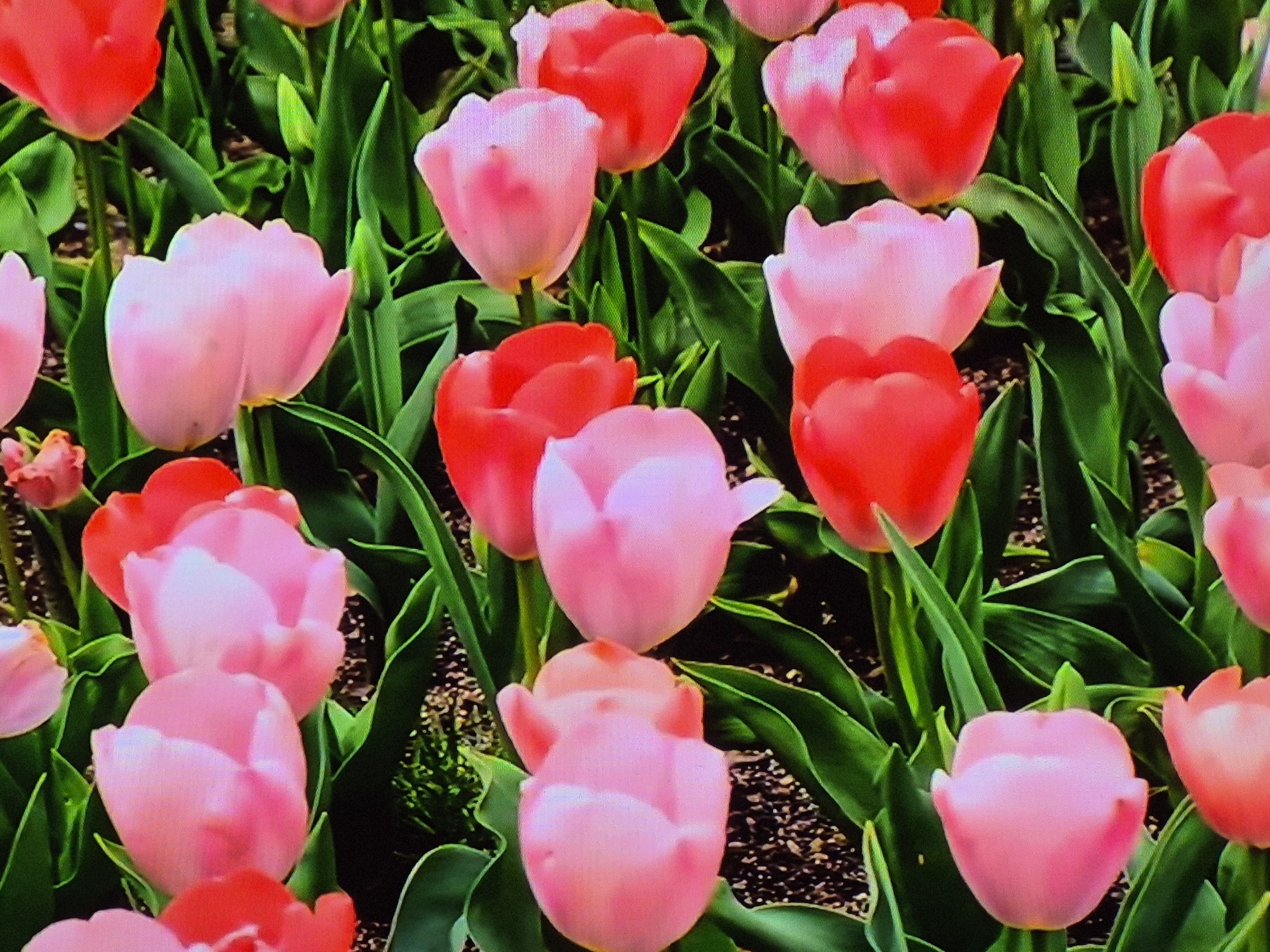 The image displays a dense arrangement of pink and red tulips in full bloom. They are set against a backdrop of green leaves. There is no evidence to indicate a specific location, such as Yerevan, Armenia. The image focuses solely on the tulip flowers.