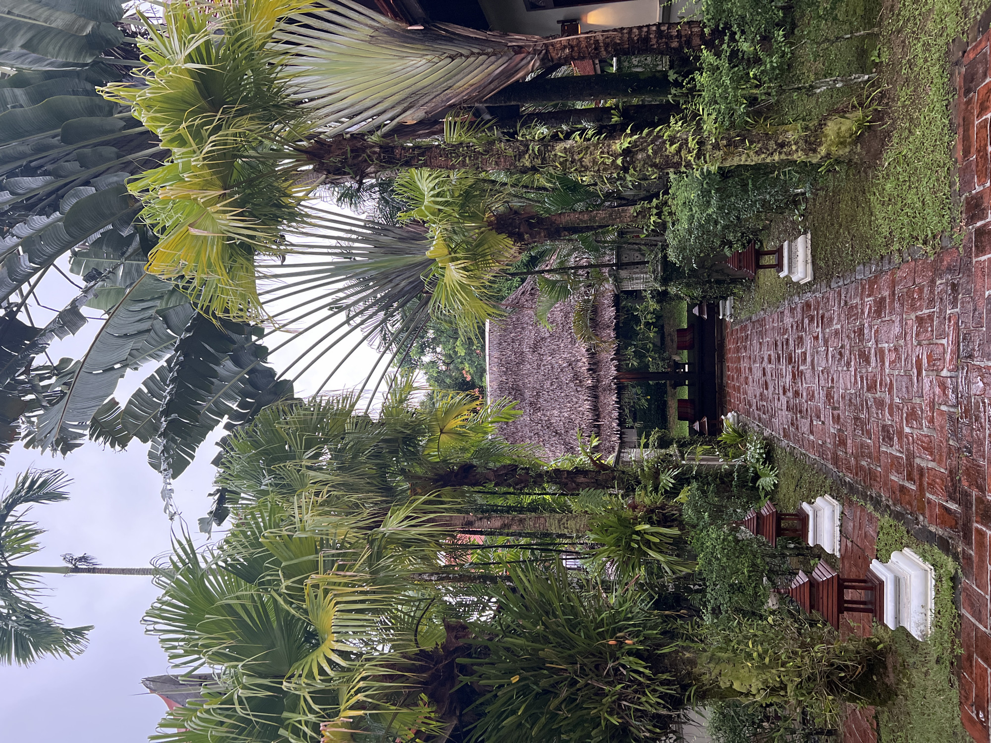 The image depicts a wet, red brick pathway leading through a lush, tropical garden towards a thatched-roof structure in Ban Bang La On, Thailand. Tall palm trees with feathery fronds and large fan-shaped leaves dominate the scene, their trunks covered in moss and epiphytes. The pathway is lined with two traditional wooden lanterns on white pedestals, one on either side. The garden is dense with various green foliage, including ferns and smaller bushes. In the background, a building with a dark roof is partially visible behind the vegetation. The sky is overcast, suggesting a cloudy or rainy day. No people are present in the image.
