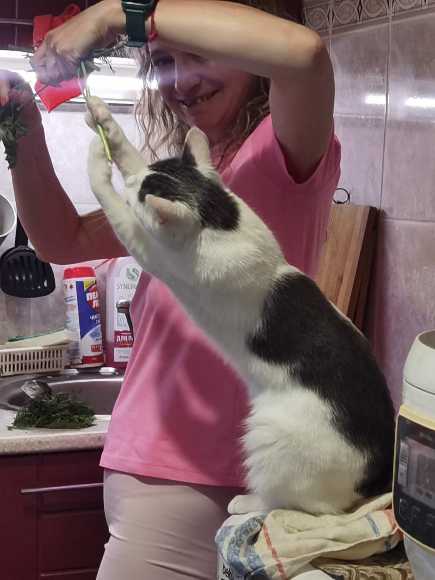 A woman in a pink t-shirt and beige pants is holding a bunch of green herbs over a black and white cat. The cat is standing on a towel on a counter, reaching up to the herbs. The scene appears to be a kitchen, with a sink and cabinets visible in the background. There are also several cleaning product bottles on the counter. The woman is smiling and appears to be interacting playfully with the cat. This image was captured in Chaikovsky, Russia.