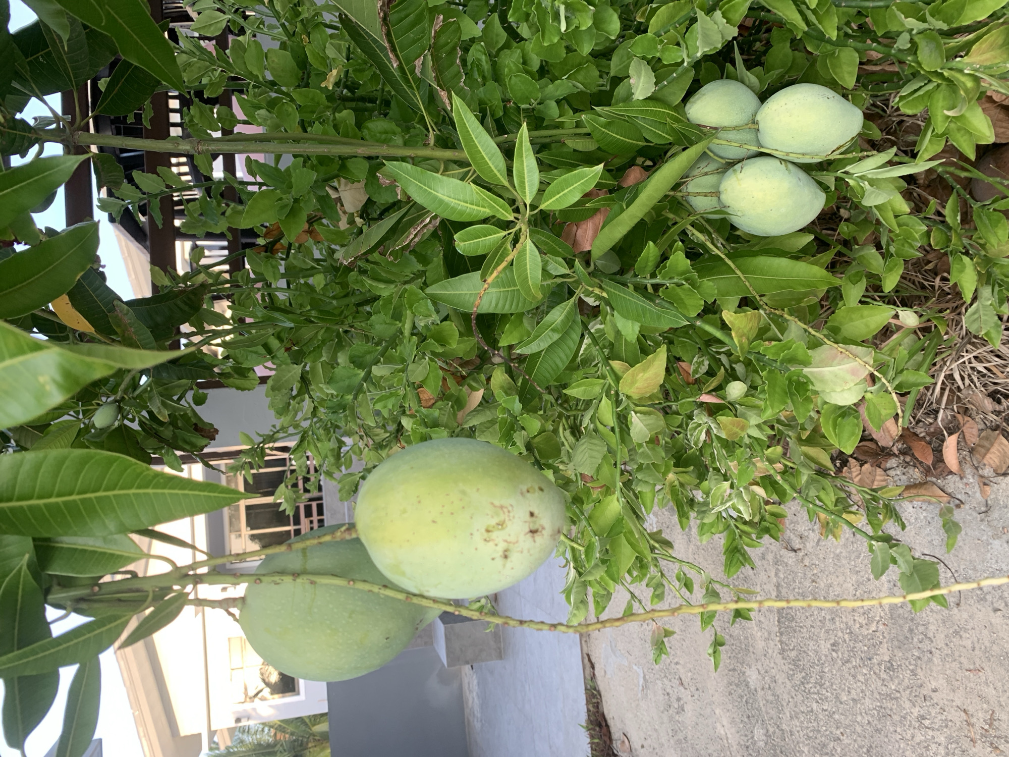 In the city of Ko Samui District, Thailand, a mango tree is laden with numerous unripe mangoes. Two large mangoes hang prominently on the left side of the frame, while a cluster of smaller ones is visible on the right. The tree is lush with green leaves, and the surrounding environment includes a paved walkway, dry leaves on the ground, and a portion of a building with a roof and fence in the background. The scene appears to be an outdoor setting, possibly a residential garden or yard.