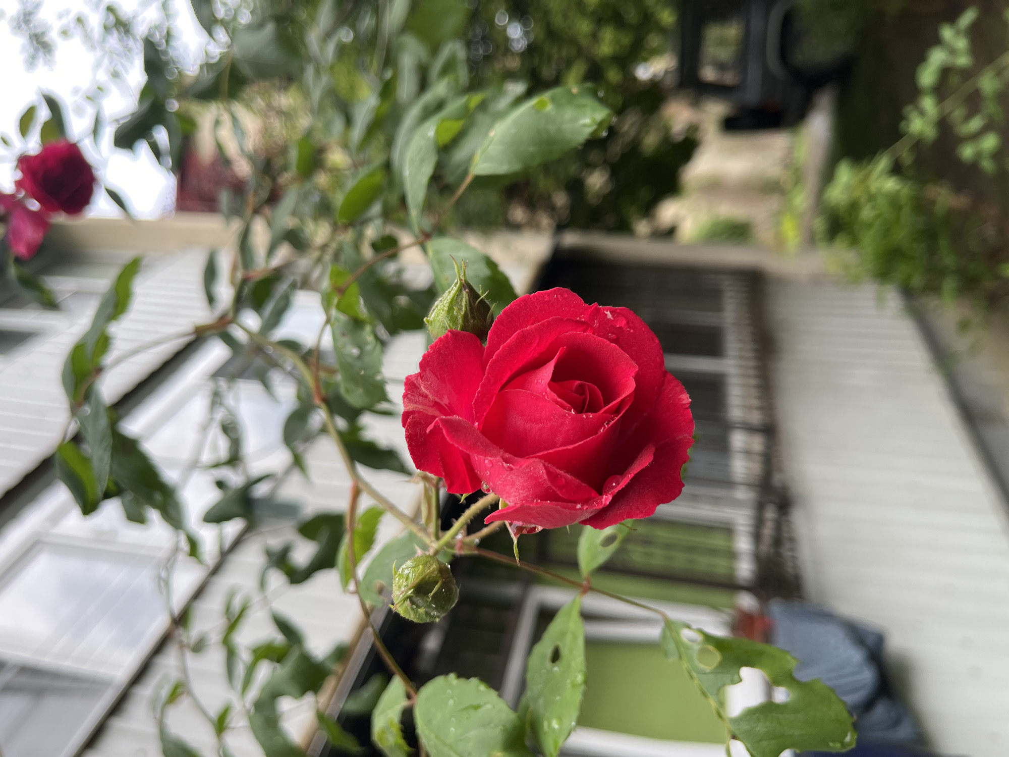 A close-up, eye-level shot shows a bright red rose in full bloom, surrounded by green leaves and several rosebuds. The leaves and flower petals are speckled with water droplets, suggesting recent rain. The rosebush is climbing against a white, clapboard-sided building with windows. The background is slightly blurred, revealing a glimpse of an outdoor area with vegetation and possibly part of a building. The composition suggests a garden setting, with the rose as the central focus. Without additional visual cues in the image, pinpointing the specific location within Sochi, Russia is impossible.