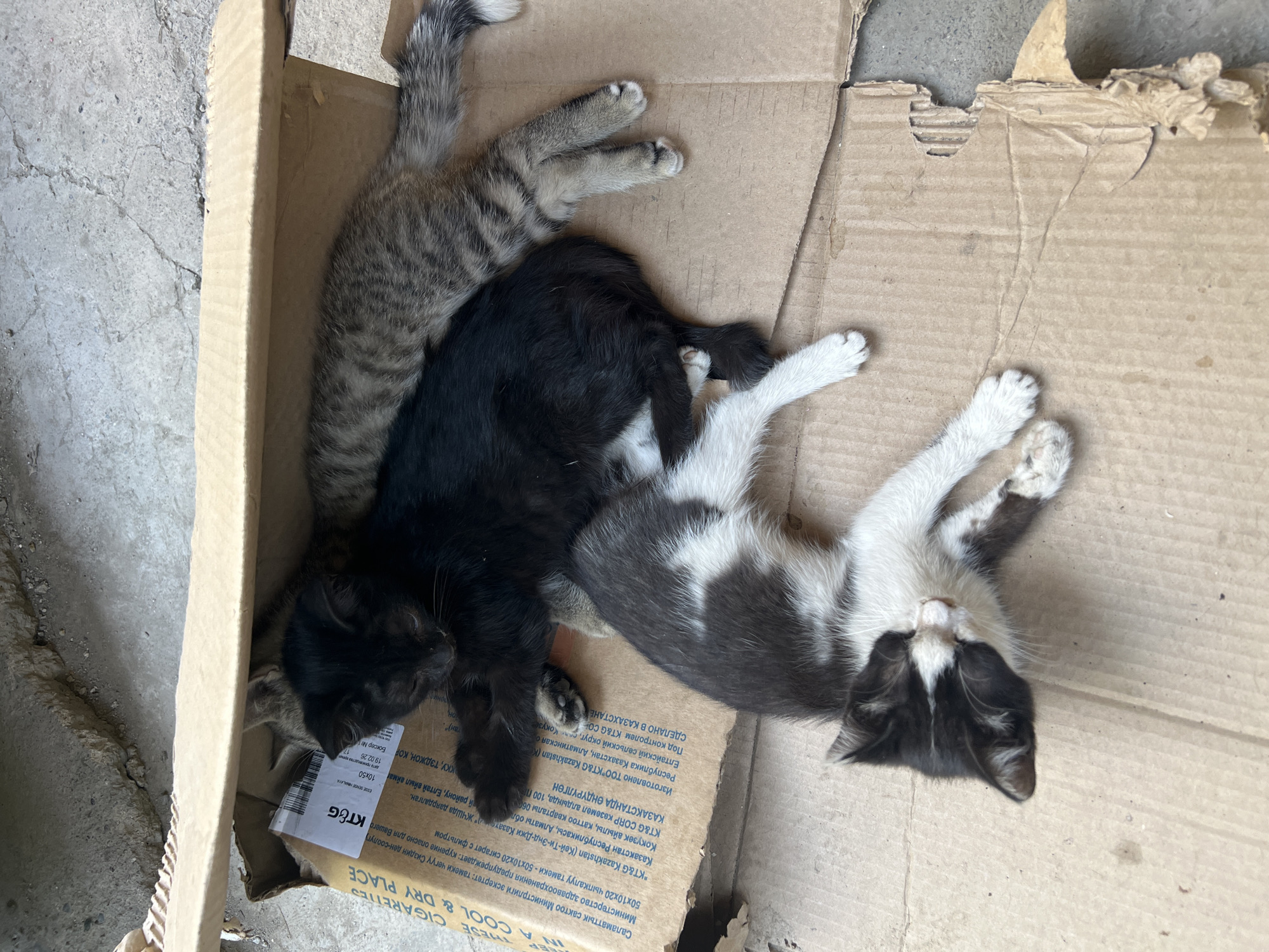 In a city setting, three kittens are sleeping in a cardboard box. One kitten is black, another is grey tabby, and the third is black and white. The box is placed on a concrete surface, indicative of an outdoor environment in Osh City, Kyrgyzstan. The cardboard box is worn and shows signs of damage. The kittens appear to be huddled together for warmth and comfort. The scene captures a moment of rest for the young animals in an urban backdrop.