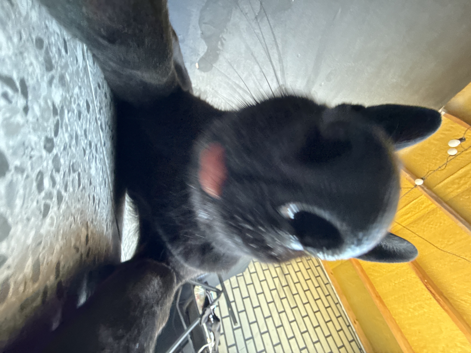 A low-angle, close-up, point-of-view shot shows the face of a black cat. The cat is positioned on a speckled gray floor, and its head is tilted down toward the camera, with its nose and mouth prominently in focus. A pink tongue is slightly visible. The cat's ears are perked up, and its whiskers are long and delicate. In the background, there is a yellow ceiling with exposed wooden beams and a string of white lights. To the right, a light brown brick wall is visible, and behind that, a metal chair with fabric is partially obscured. The overall environment appears to be an outdoor covered area or a room with a bright, high ceiling.