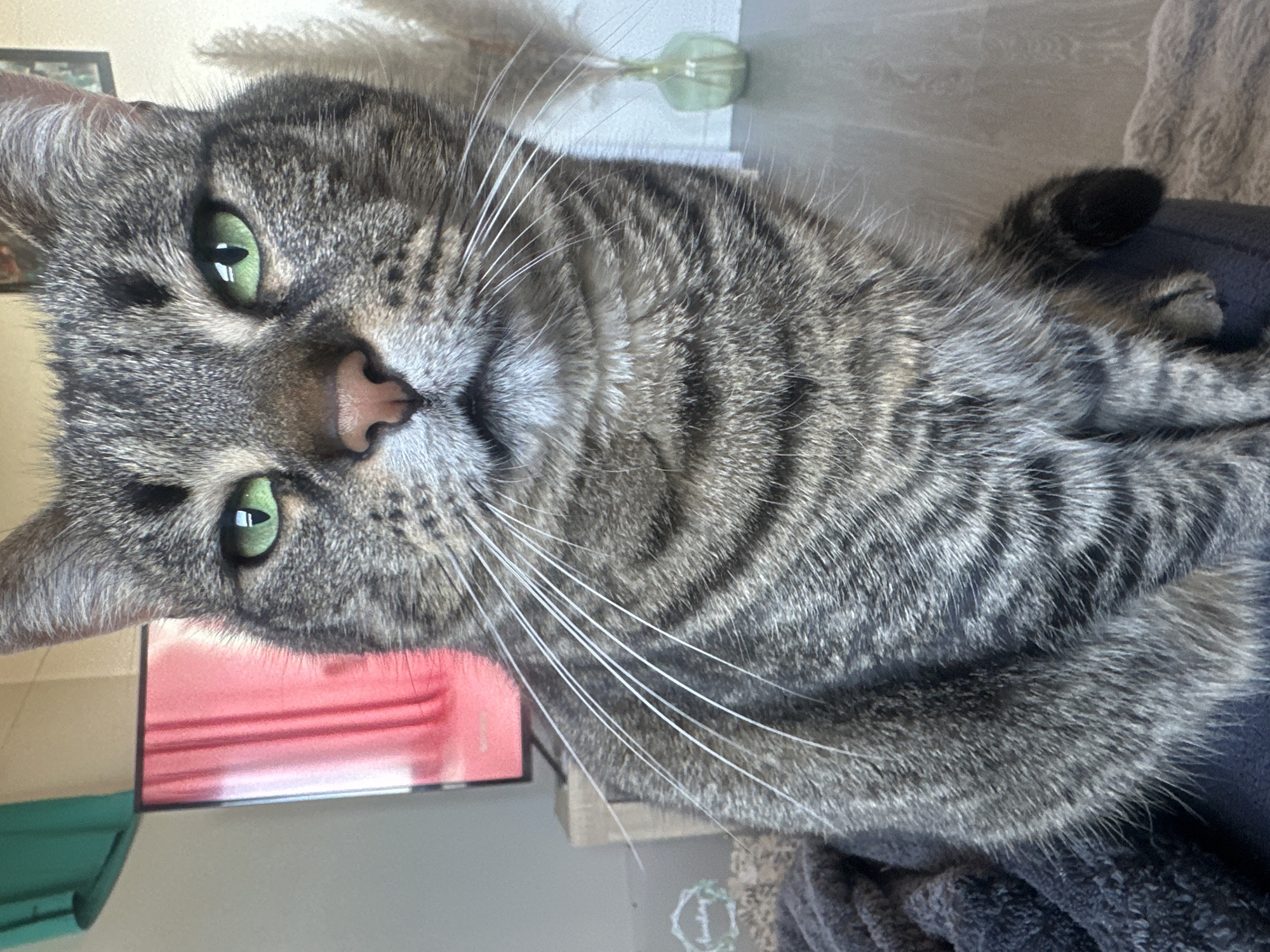 The image displays a close-up portrait of a domestic tabby cat, oriented 90 degrees clockwise from standard upright viewing. The cat's face is central, characterized by striking bright green eyes with vertical pupils and a soft pink nose. Its fur is a distinct pattern of gray and black stripes, darker on the body and lighter on the muzzle, with prominent long white whiskers fanning out.
The cat appears calm and is looking directly at the camera. Its body is partially visible, resting on a textured dark blue or gray fabric, possibly a blanket or apparel, which occupies the lower right portion of the frame. A small, dark section of its striped tail is also visible on the right.
In the background, to the left of the cat's head, there's a soft red and orange hue, suggestive of a screen or reflection, with a turquoise object partially visible below it. Towards the top right, a light green glass vase holds fluffy, light-colored decorative foliage, possibly pampas grass, against a light wall. A small decorative item with a circular design can be seen below the cat on a surface to the right.
The overall scene is an indoor setting, emphasizing the cat's detailed features and fur. There is no visible text in the image. The photograph captures a quiet moment in what appears to be a home environment in Châtenay-Malabry, France.