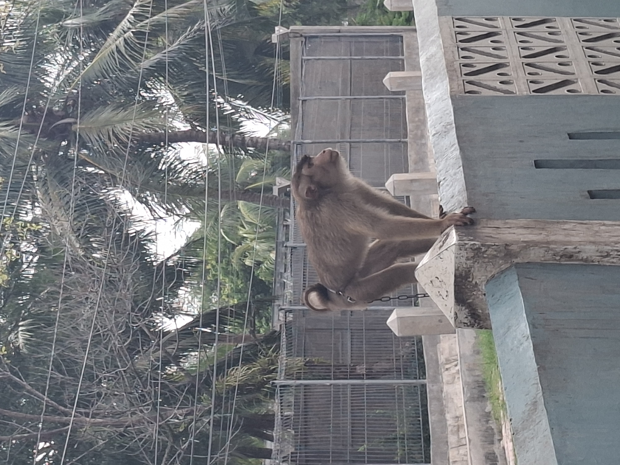 A medium shot, eye-level, outdoor, slightly blurry photograph shows a rhesus macaque monkey standing on a light blue concrete wall, with its left paw resting on the edge. The monkey is facing to the right of the frame, with its mouth slightly open and its tail curled. It is wearing a metal chain collar around its neck. Behind the monkey, a grey metal fence encloses an area with a concrete path and some overgrown grass. Beyond the fence, palm trees and other greenery are visible, with power lines strung across the upper portion of the image. The lighting suggests it is daytime, possibly overcast. The location is described as Palohlada, Indonesia, which is not a recognized city in Indonesia.
