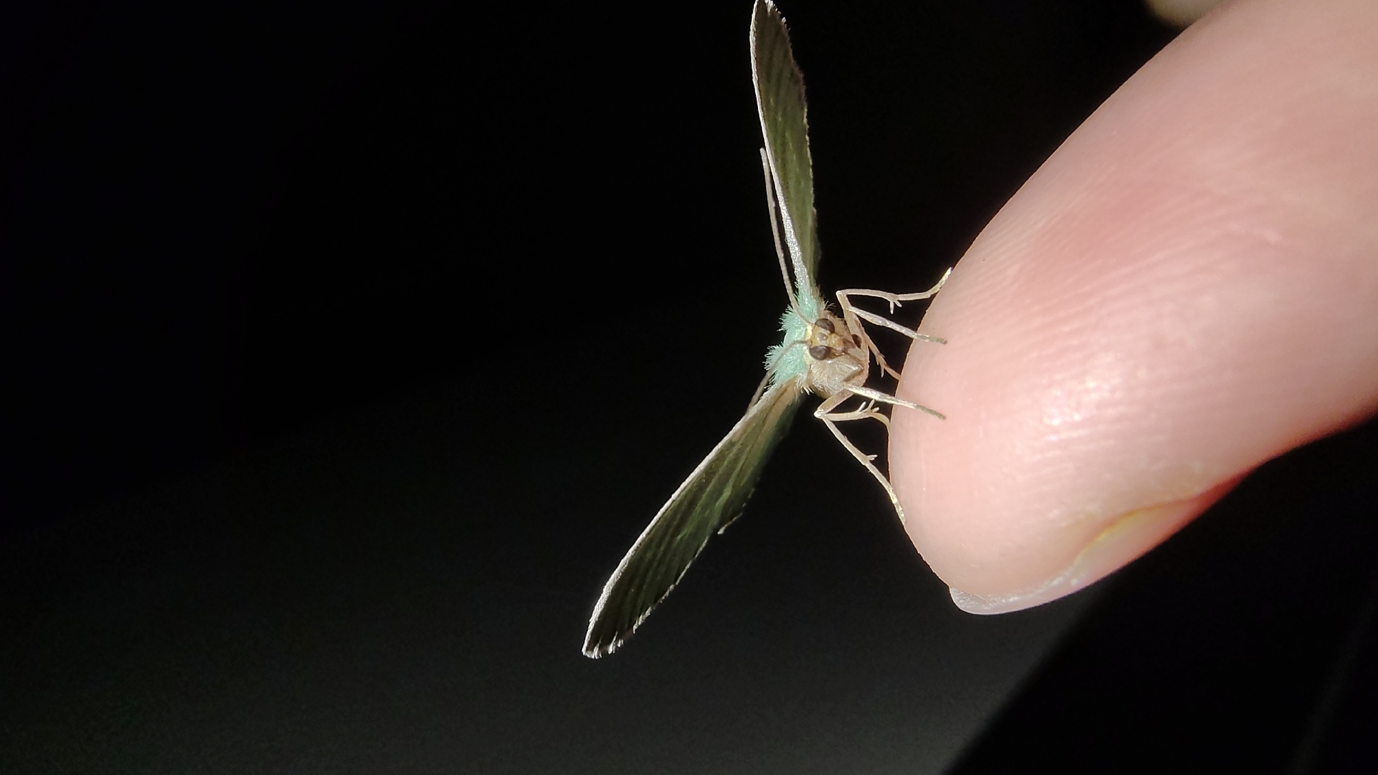 A close-up, low-angle, full-frame shot shows a small, light green moth with wings spread perched on the tip of a human index finger. The moth's antennae are long and thin, and its body is delicate. The finger, with visible fingerprints, is slightly pink and curved. The background is completely black, creating a stark contrast with the brightly lit moth and finger. There is no indication of the location in Asenovgrad, Bulgaria, as the scene is a close-up of an insect on a finger against a black background.