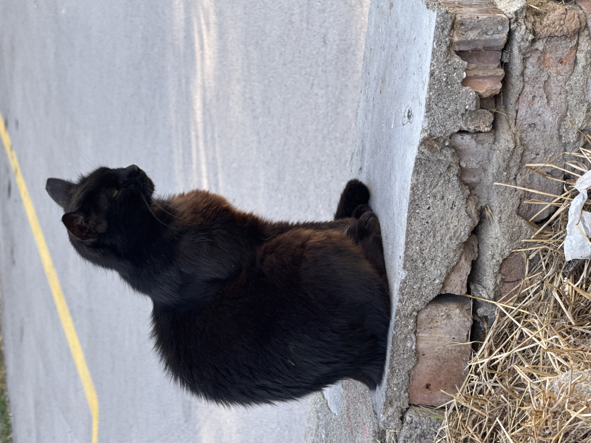 A black cat with reddish undertones is sitting on a low concrete wall. The cat is facing to the right, with its head turned slightly to look away from the camera. The wall appears to be constructed from concrete slabs placed over weathered bricks. Dry, straw-like vegetation is visible at the base of the wall. Behind the wall, a paved surface with a yellow line is present, suggesting a road or pathway. The lighting indicates it is daytime, with shadows cast on the paved surface.