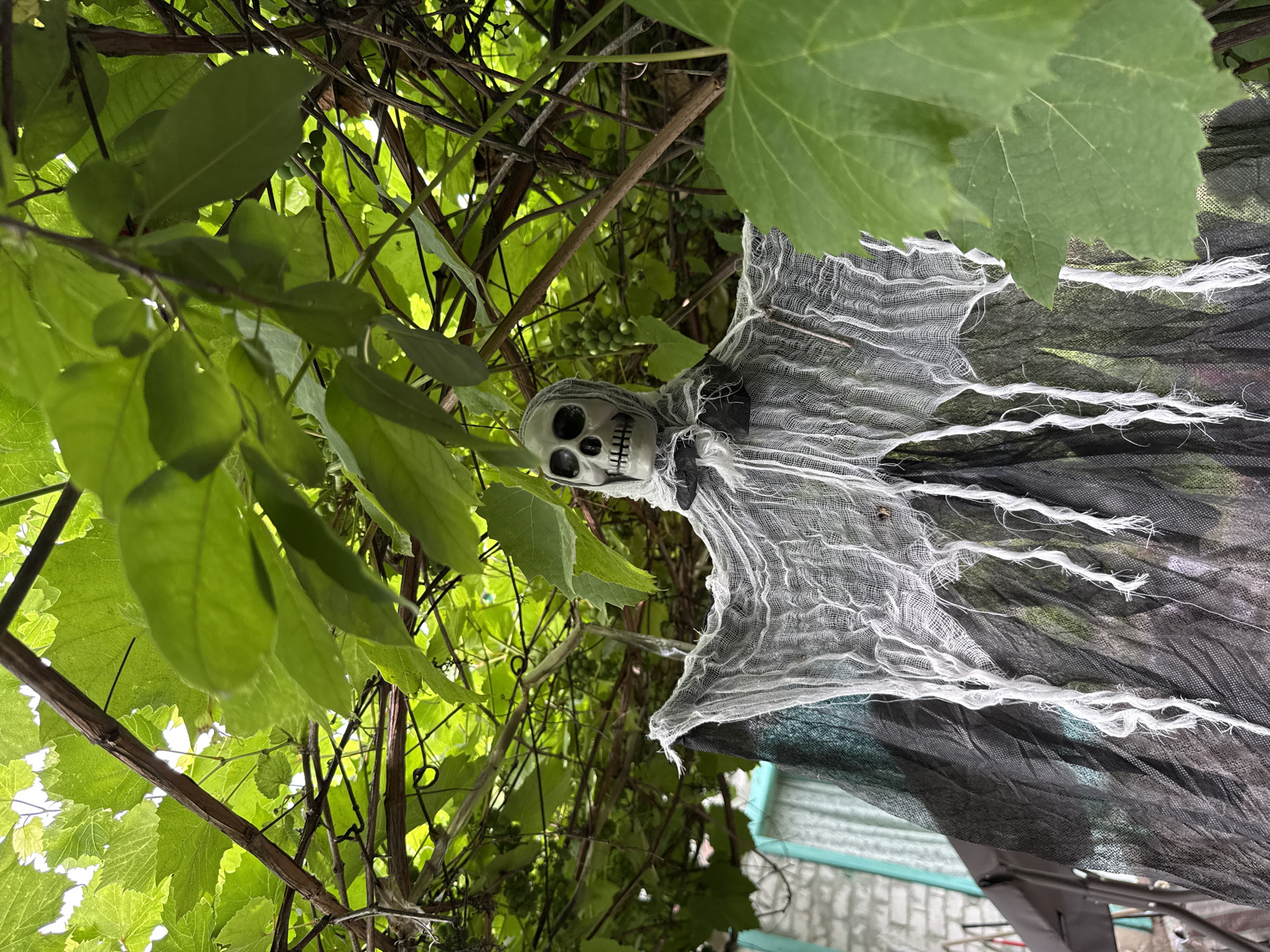 An outdoor, eye-level, medium shot captures a Halloween decoration of a grim reaper hanging from a grape vine. The decoration is in the center of the frame, partially obscured by the lush green leaves and branches of the vine. The grim reaper figure has a white skull head with hollow black eyes and mouth, and is draped in tattered white and black fabric that resembles tattered robes. The fabric hangs in thin, wispy strips, giving it a ghostly appearance. In the background, out of focus, a light-colored brick building and a window with a curtain are visible, suggesting a residential setting. The lighting is natural, indicating it is daytime. The scene appears to be in a backyard or garden area.