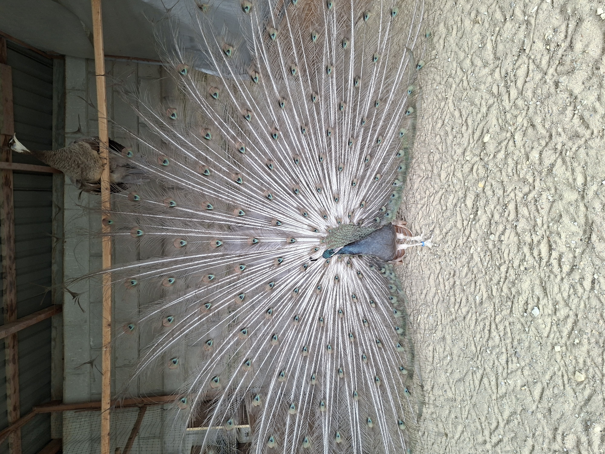 A male peacock is displayed in full tail feather, facing the viewer, its iridescent train fanned out in a wide semi-circle. The feathers are predominantly white with distinct eye-spots featuring teal and brown coloration. The peacock's body is a deep blue-green, and its legs are visible, wearing a light blue band on the right leg. Above and behind the male peacock, a female peacock is perched on a wooden beam, looking to its left. The setting appears to be an enclosure with a dirt floor, possibly a barn or aviary, with a corrugated metal roof supported by wooden beams and cinder block walls visible in the background. This scene is located in Bardar, Moldova.