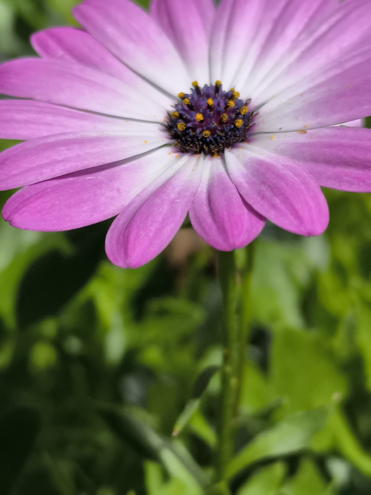 This is a close-up, eye-level, vertical shot of a single pink and white daisy with a dark purple and yellow center. The flower is in sharp focus, with its petals extending towards the top and sides of the frame. The background consists of out-of-focus green foliage, suggesting an outdoor environment. The image does not contain any information or context related to Dercekliai, Lithuania.