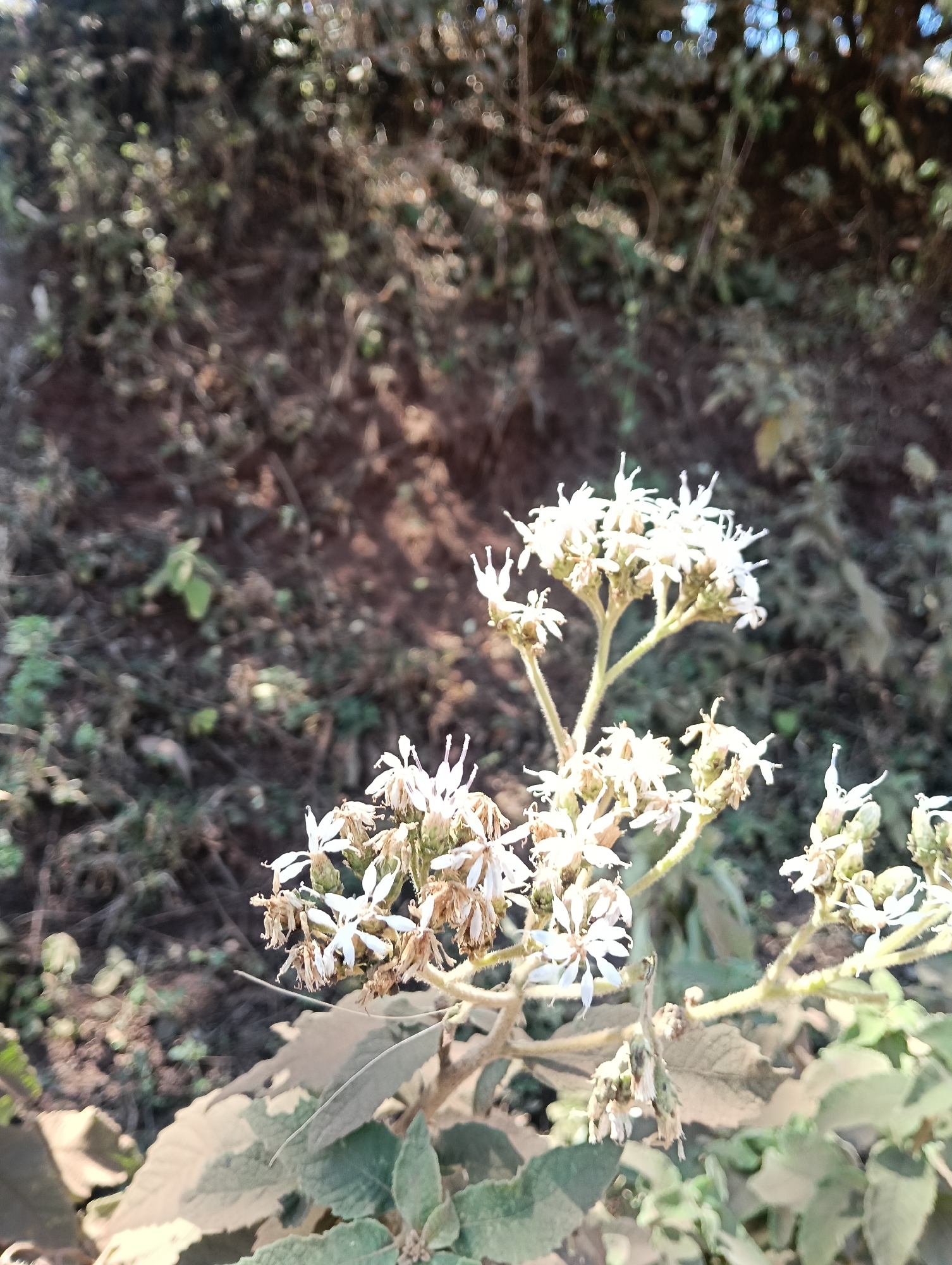 A cluster of small white flowers is in focus against a blurred background of earthy tones and foliage. The flowers appear delicate with thin petals and some are dried or wilting. The leaves of the plant are broad and have a dusty appearance. The environment suggests an outdoor, natural setting, possibly in Keekonyokie ward, Kenya, given the context. The lighting indicates it is daytime, with sunlight casting shadows and highlights on the plant. No people or animals are visible in the image.