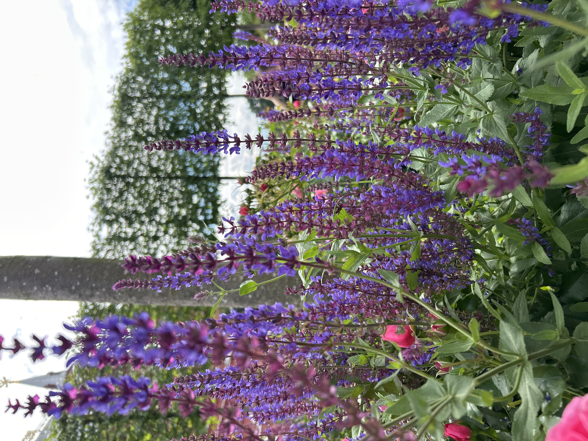 The image shows a close-up view of a flowerbed featuring numerous spikes of purple and blue flowers, likely salvia. The flowers are densely packed, with some stalks appearing taller than others. Interspersed among the purple flowers are hints of pink roses and their buds. In the background, a thick, grey tree trunk is visible on the right. Further in the background, a row of manicured trees with a distinct rounded shape creates a hedge-like effect. Above the hedge, a cloudy sky is present. In the far distance, on the left side of the image, the spire of a building with a golden accent can be seen, suggesting a location with architectural elements. The lighting suggests it is daytime, possibly overcast. There are no people or animals visible in the image. The setting appears to be a garden or park within an urban environment, potentially Moscow, Russia, given the architectural style suggested by the spire.