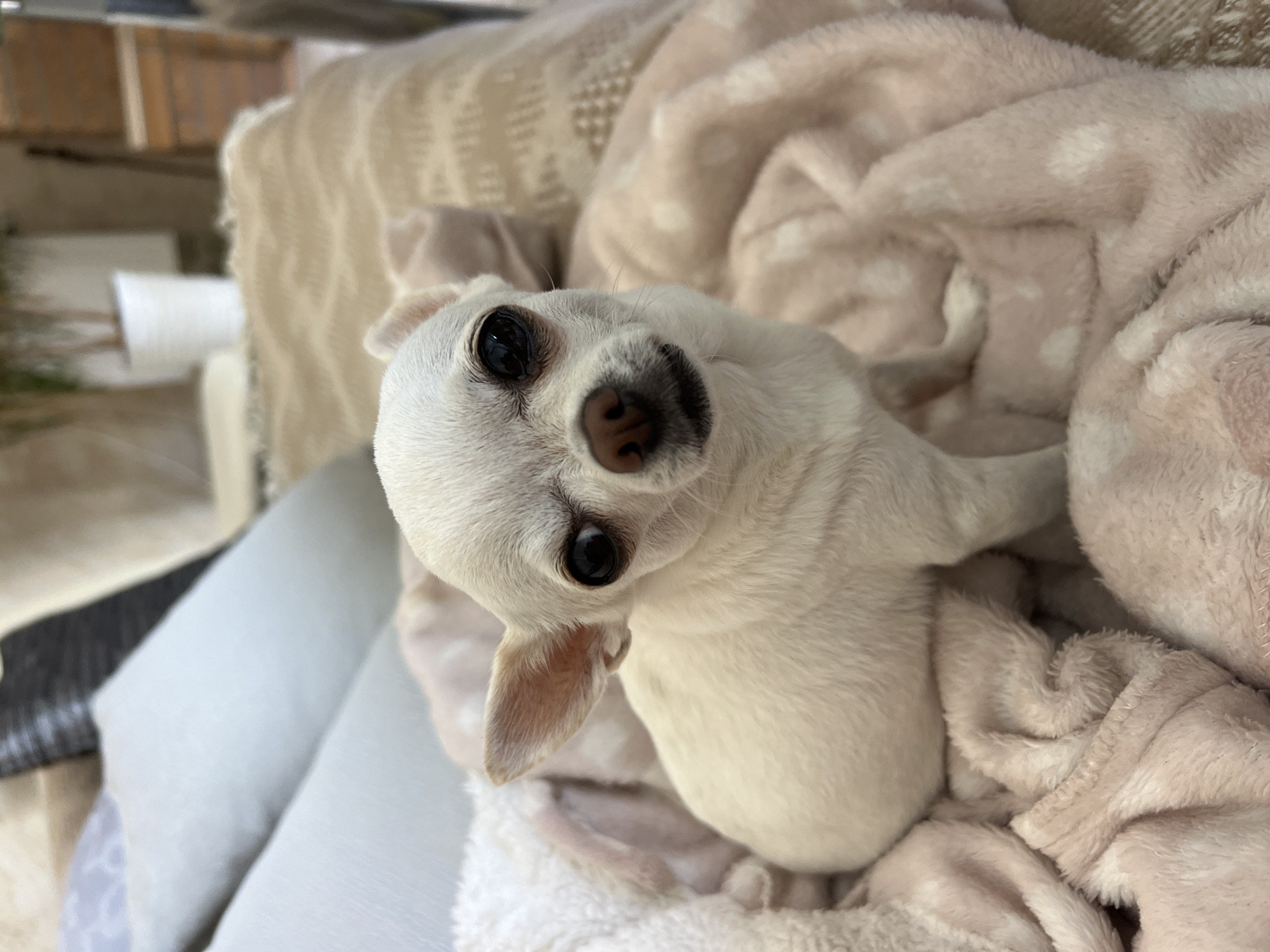 A white chihuahua dog sits on a pink blanket. The dog has large, dark eyes and pointed ears. The blanket is soft and fluffy, with a pattern of white hearts. In the background, there are couches and pillows. The scene appears to be indoors. The location in Fontanka, Ukraine is not discernible from the image.
