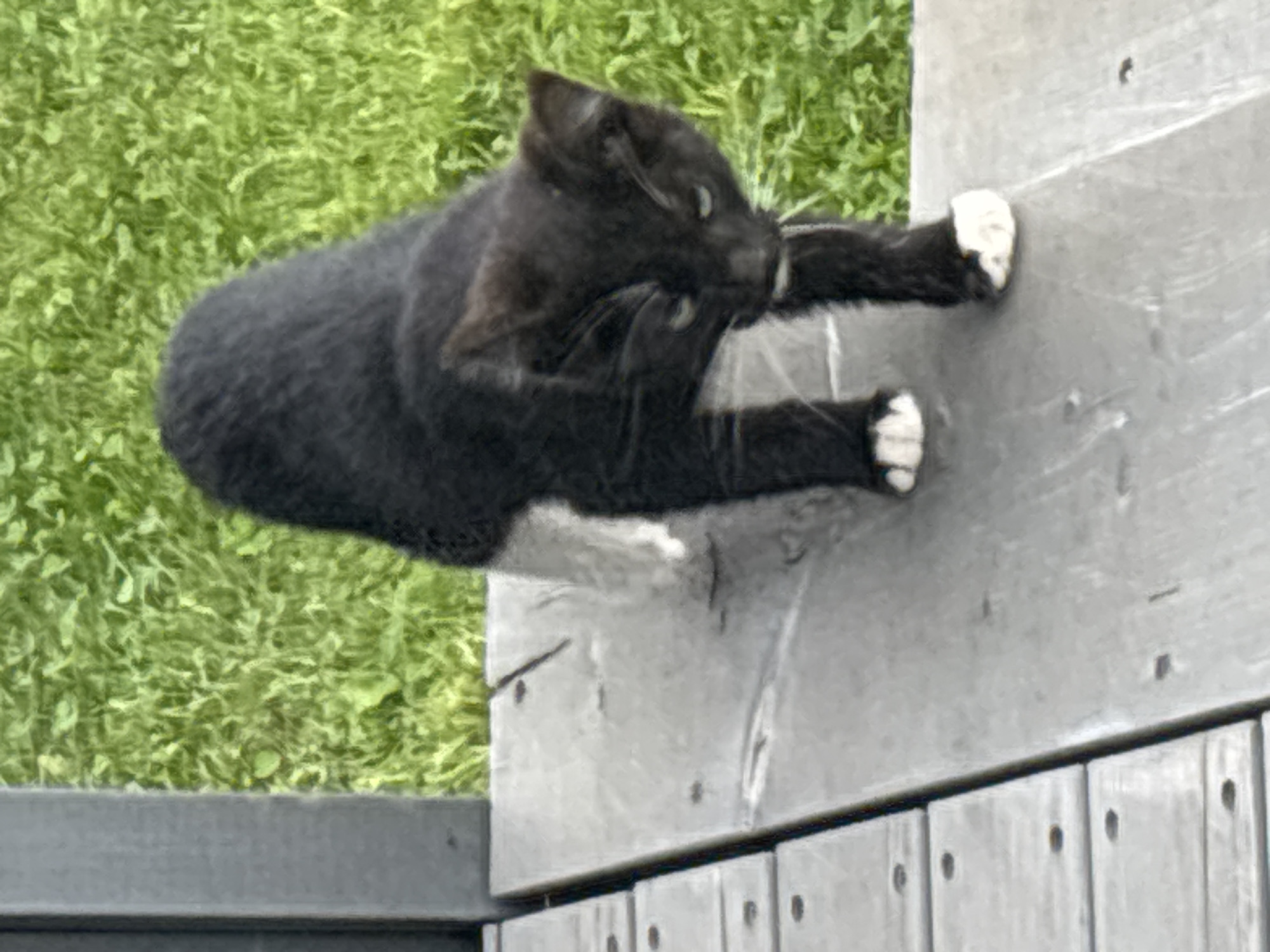 A black cat with white paws walks on a gray wooden surface. Green grass is visible in the background. The image is taken from a high angle. The scene does not contain any identifiable locations within the city of Zvenigorod, Russia.