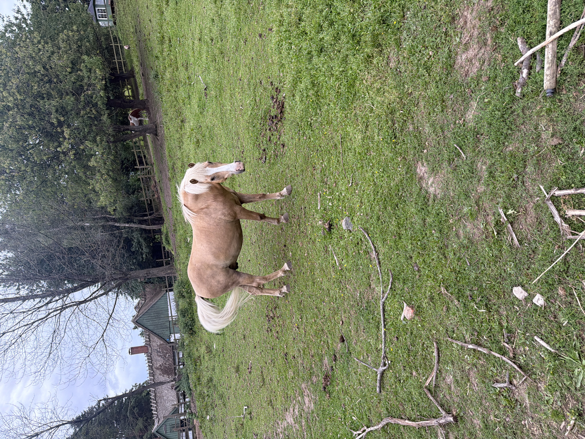 An adult, light brown horse with a white mane and a white blaze on its face stands in a grassy field. The horse is facing to the right, with its head turned slightly towards the viewer. Its tail is long and white, and it is swishing. In the background, there are several thatched-roof buildings, some trees, and a wooden fence. The sky is overcast. The scene appears to be a rural or park-like setting, possibly a farm or a recreational area.