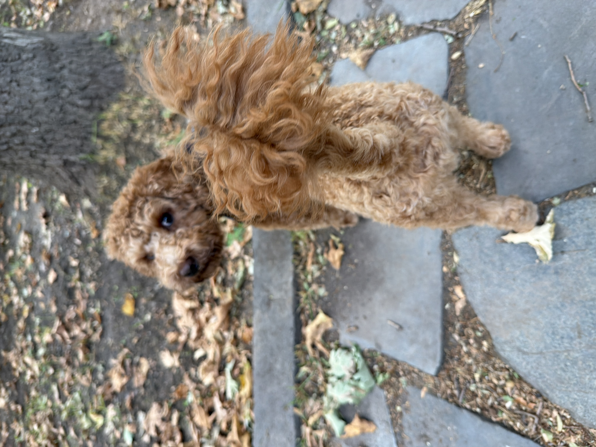 A medium shot shows a tan poodle standing on flagstone patio with fallen leaves scattered around. The dog is facing away from the camera, with its head turned to look over its left shoulder. The dog's tail is raised and curled. The background is out of focus, showing a tree trunk and more fallen leaves on the ground.