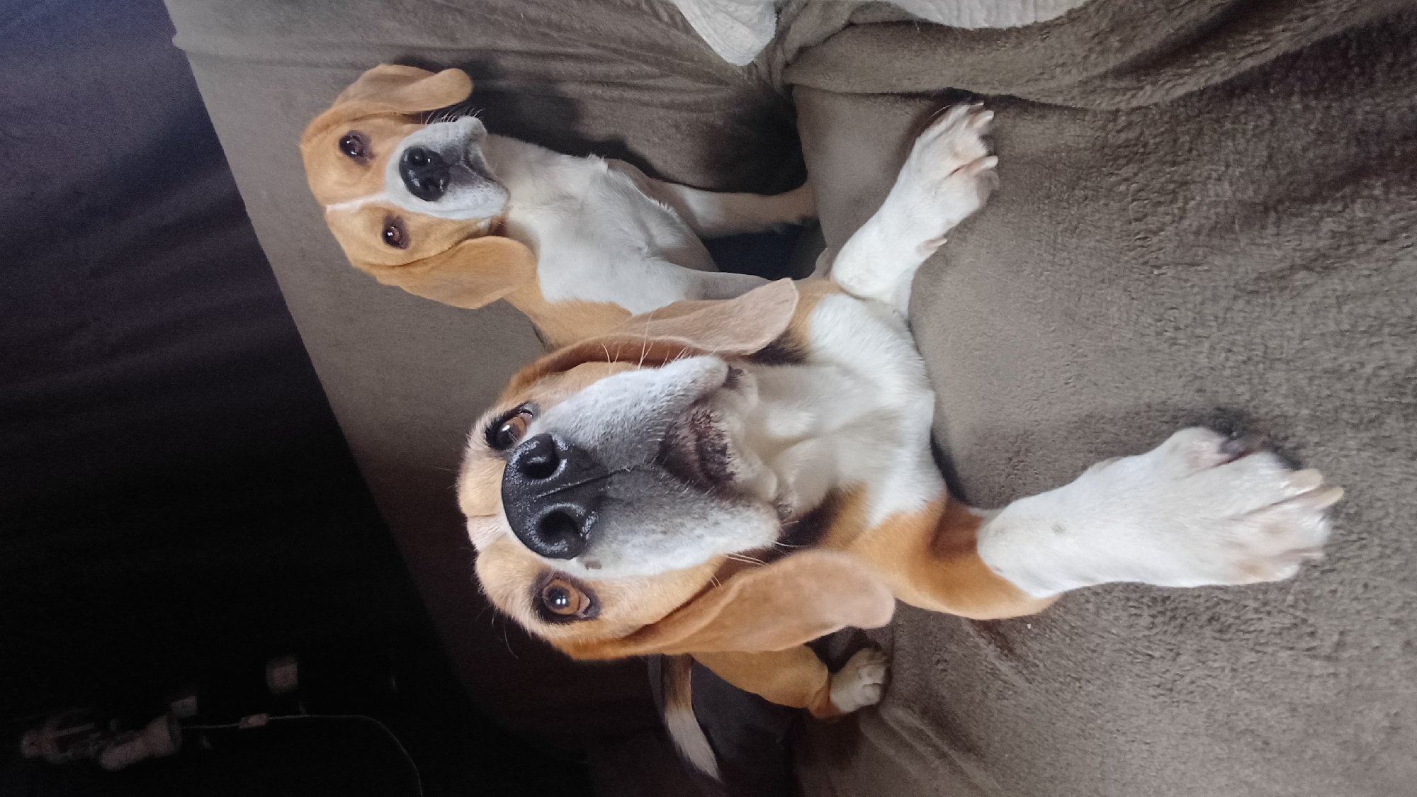 The image displays two brown and white Beagle dogs lying comfortably on a soft, textured brown-grey blanket, likely indoors in a home environment. The photograph is taken from an overhead perspective, looking down at the dogs who are both gazing upwards towards the camera.
In the foreground, one Beagle is prominently featured, lying on its back with its head tilted. Its characteristic long, floppy brown ears frame its face, which is a mix of white on the muzzle and chest, and brown around the eyes and on its forehead. Its dark, alert eyes show reflections, indicating curiosity and engagement. A shiny black nose and a slightly open mouth complete its expression. One of its front paws, white with soft fur, is extended upwards, contrasting with the blanket.
Behind and slightly to the left of the first dog, a second Beagle is visible. This dog shares similar brown and white markings and appears to be in a relaxed, prone position, also looking towards the camera with a gentle, inquisitive gaze. Its features are a bit less distinct than the foreground dog due to the angle and distance.
The background consists primarily of the soft, fleecy texture of the blanket, suggesting a warm and cozy setting. To the left, a darker, shadowed area is visible, possibly indicating a floor or another piece of furniture, with some indistinct shapes that could be wires or small objects. The overall impression is one of affectionate and playful pets enjoying a comfortable rest. There is no visible text in the image.