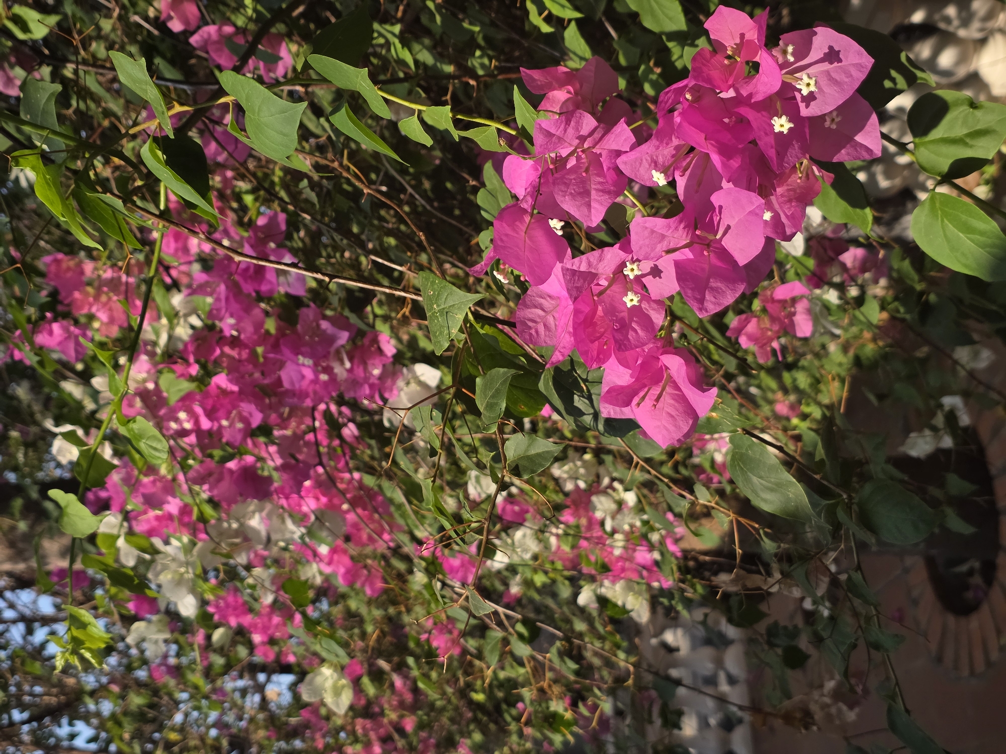 The image shows a vibrant bougainvillea plant, with clusters of bright pink and white flowers interspersed with green leaves. The plant appears to be growing near a brick structure. The image was taken in Mũi Né, Vietnam.