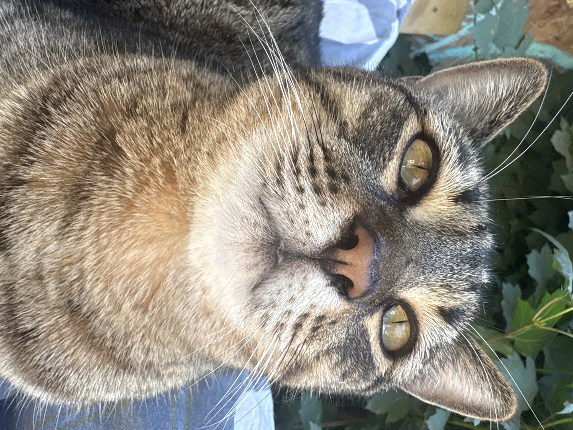 A close-up, low-angle shot features the face of a tabby cat. The cat's fur is a mixture of brown, black, and tan stripes, with some lighter fur around its muzzle and chest. Its eyes are a striking yellow-green, and its nose is a soft pinkish-brown. Long, white whiskers fan out from its muzzle. The cat appears to be outdoors, with blurred green foliage in the background and a glimpse of a blue surface, possibly a table or bench, below it. The lighting suggests it is daytime. The image was captured in Almaty, Kazakhstan.