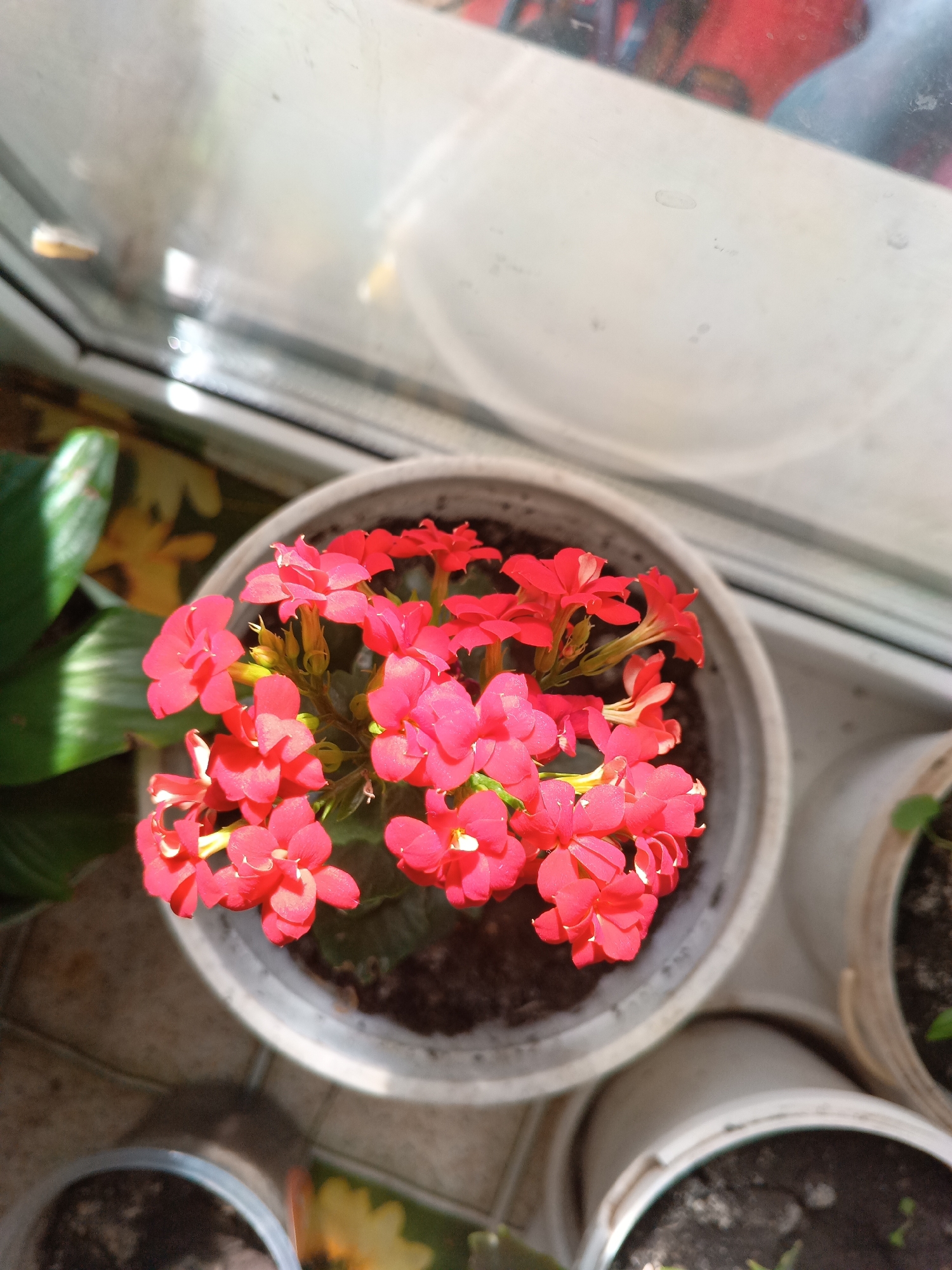 A top-down view shows a potted Kalanchoe blossfeldiana plant with vibrant red flowers in a gray pot. The plant is surrounded by other potted plants, some visible, on what appears to be a windowsill. The setting suggests an indoor environment. The location is Tolbazy, Russia.