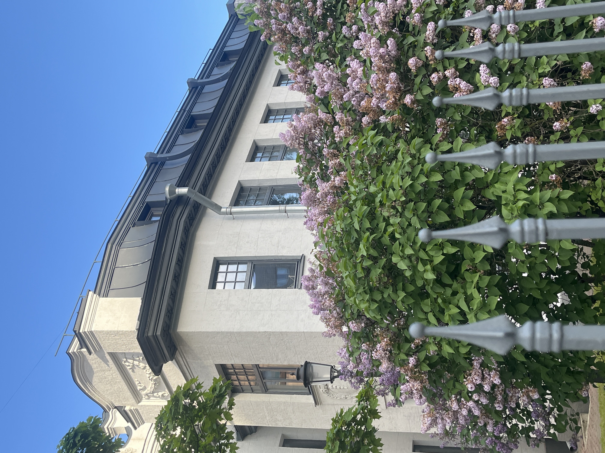 The image captures an upward perspective of an urban scene, dominated by a light-colored building, a large lilac bush, and a decorative metal fence, all set against a clear blue sky.
The building, likely in Saint Petersburg given the context, exhibits an elegant architectural style with a textured facade and a dark, curved roofline, possibly mansard, featuring small attic windows. Several regularly spaced windows with dark frames and grilles are visible along the building's stories. A grey downspout runs vertically down the facade, and an old-fashioned black street lamp is mounted to the wall in the lower section. Ornate architectural details, including decorative carvings and moldings, adorn parts of the building, especially visible on the left side.
In the midground, a lush lilac bush bursts with light purple and lavender blossoms, intermingled with abundant green leaves. Some of the flowers appear to be slightly past their peak, showing hints of brown. This dense foliage partially obscures the building, adding a natural, vibrant element to the urban setting.
In the immediate foreground on the right, a grey metal fence or railing is prominently featured. It consists of multiple vertical elements, each topped with a decorative pointed finial and a small spherical detail. The fence is slightly out of focus, creating a shallow depth of field that emphasizes the lilac bush and building behind it.
The sky is a brilliant, cloudless blue, indicating a bright and sunny day, likely during late spring or early summer, given the blooming lilac. The overall atmosphere is peaceful and picturesque, with no human activity visible. There is no discernible text in the image.