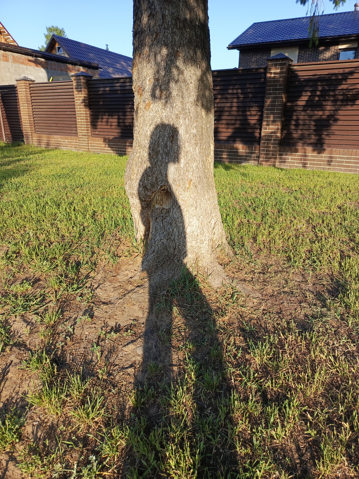 The scene is an outdoor setting, likely a yard or garden, in what is likely the city of Chaikovsky, Russia. A large tree trunk dominates the foreground, casting a shadow in the shape of a person onto the grass and bare earth at its base. The grass is green and interspersed with patches of dry, brown material. Behind the tree, a fence constructed of brick columns and horizontal, dark-colored planks stretches across the scene. Two buildings with dark roofs are visible behind the fence. The sky is clear and blue.