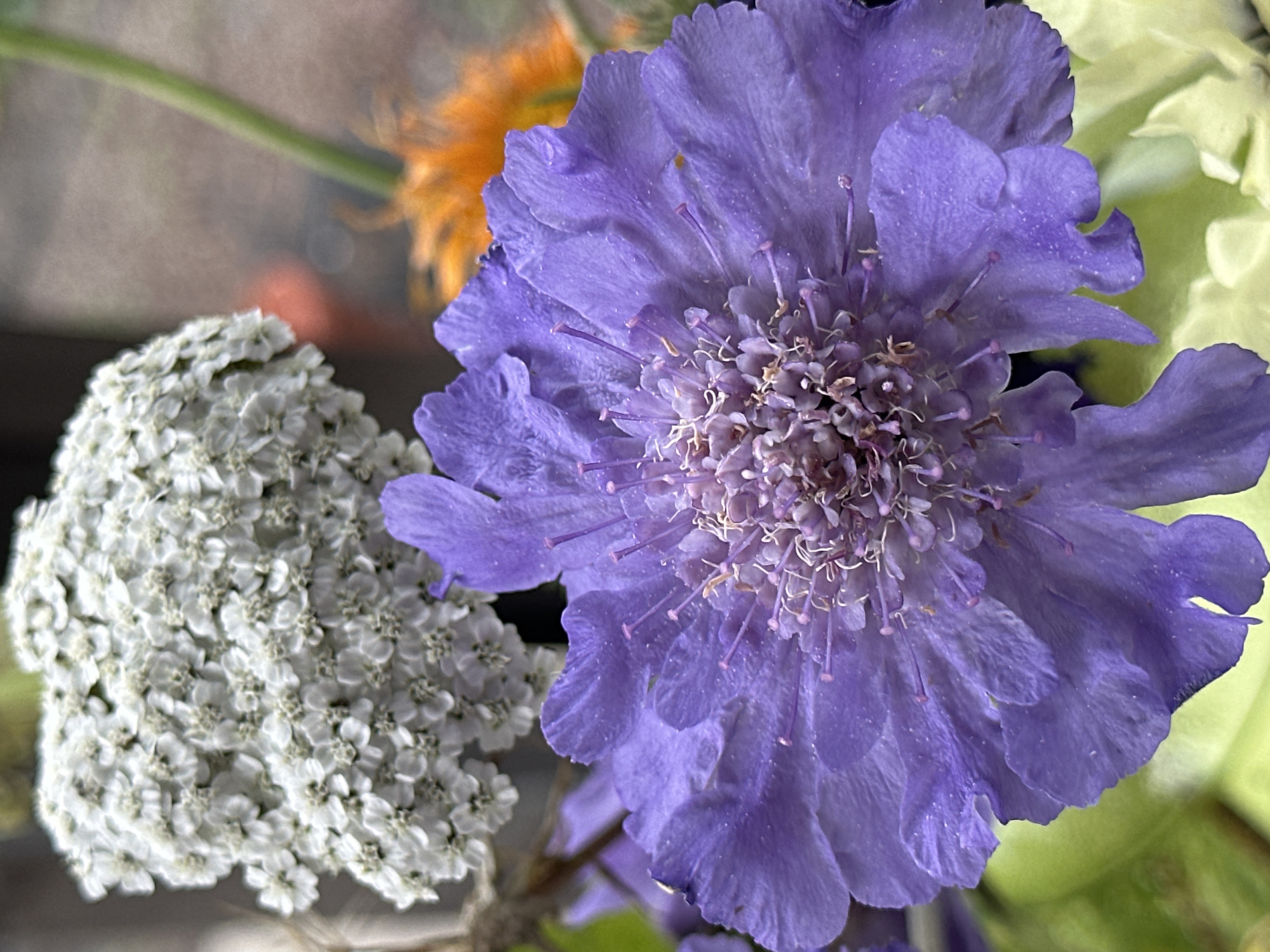 A close-up shot of a bouquet of flowers shows a large, vibrant purple flower in the foreground, its petals unfurling to reveal a dense cluster of stamens. Behind it, a large, fluffy white flower with tiny individual blooms adds texture and contrast. To the right, a blurry splash of orange suggests another type of flower or foliage, its feathery appearance adding a dynamic element to the composition. The background is softly blurred, with hints of green and brown, suggesting an outdoor setting. There are no people or animals visible in the image. The image was taken in Yessentuki, Russia.