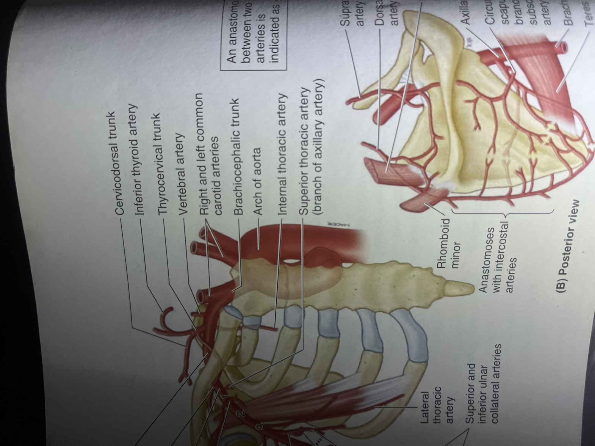 The image displays an anatomical illustration of the arterial supply to the upper chest and shoulder region, focusing on the thoracic cage, clavicle, scapula, and associated arteries. The illustration is detailed, using red for arteries and yellow for bones, with some muscle tissue shown in red and pink. Labeling is extensive, identifying structures such as the brachiocephalic trunk, arch of aorta, internal thoracic artery, superior thoracic artery, and branches supplying the clavicle, scapula, and surrounding muscles. A smaller inset illustration provides a posterior view of the scapular region with its arterial supply. The image is a page from a medical textbook, indicated by the presence of anatomical diagrams and text labels. There is no depiction of any location in the city of Jalingo, Nigeria, nor any context that would relate to that location.