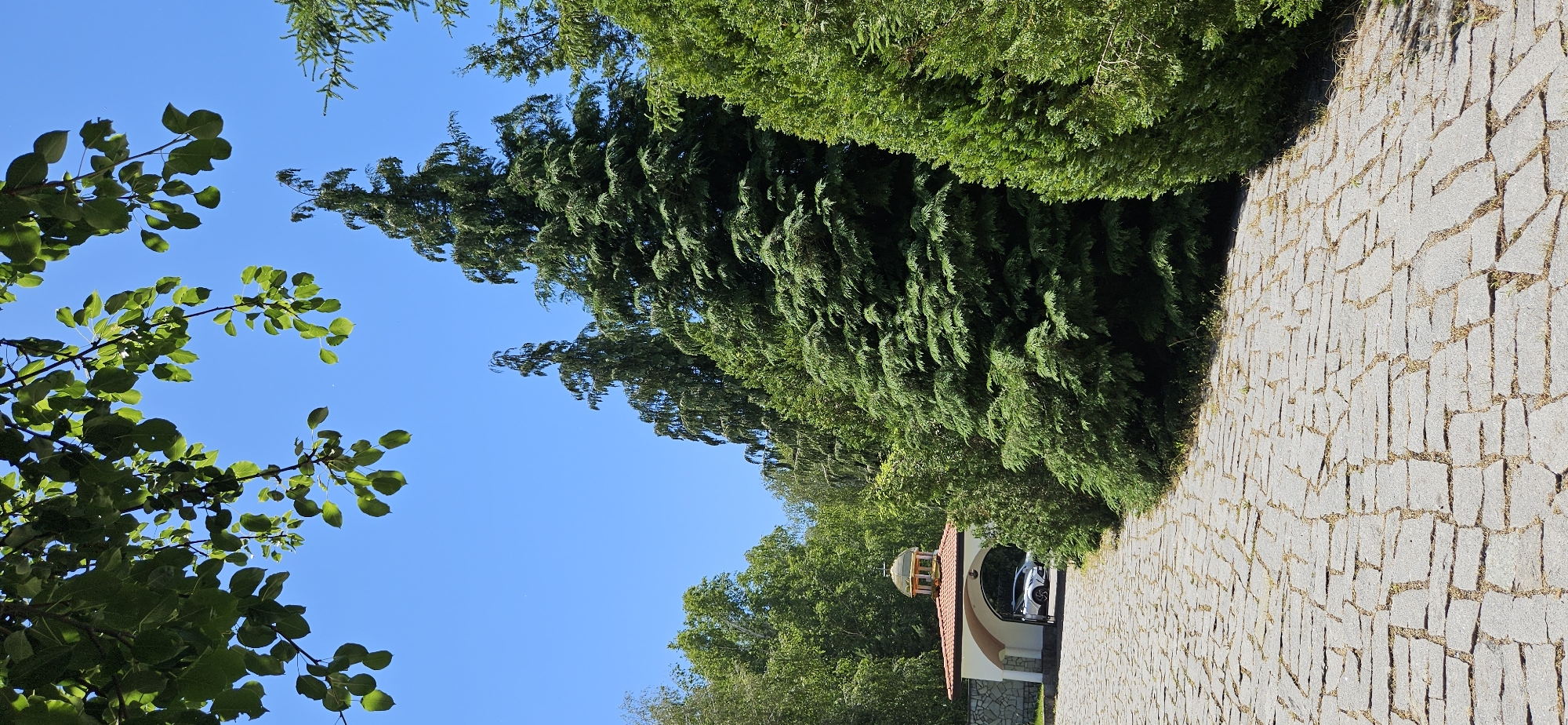 The image shows a cobblestone path leading towards an arched entryway with a domed roof, likely a church or monastery entrance, in Ovchartsi, Bulgaria. A white car is visible through the archway. Tall evergreen trees flank the path, and leafy branches of a deciduous tree hang from the top of the frame against a clear blue sky. The scene is set in a lush, green environment with dense foliage.