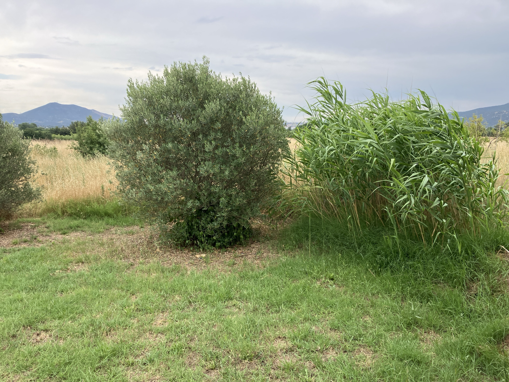 This image shows an outdoor scene in the vicinity of Γαλλικός, Greece. In the foreground, there is a patch of green grass with some dried patches. To the left, an olive tree is visible with dense green foliage. To the right, a thicket of tall green reeds or bamboo is growing. In the background, beyond the olive tree and reeds, a field of dry, golden grass or crops extends towards a distant mountain range under a cloudy sky. The scene depicts a natural, rural environment.