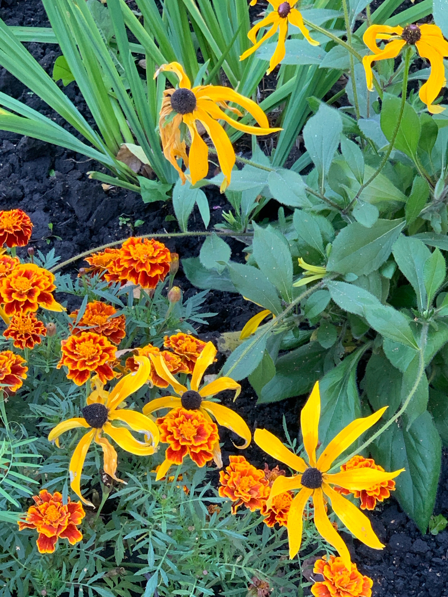 The image depicts a close-up view of a flower bed. The foreground and mid-ground are filled with a variety of flowers, primarily marigolds in shades of orange and red, and black-eyed Susans with bright yellow petals and dark centers. Some of the black-eyed Susans appear to be wilting. Lush green foliage and stems are visible throughout the frame, interspersed with dark soil. In the background, tall, green, grass-like leaves create a backdrop. The lighting suggests it is daytime, with shadows indicating an overcast or partially shaded environment. There are no people or animals visible in the image. The scene appears to be a garden or park in Prokopyevsk, Russia, given the context provided.